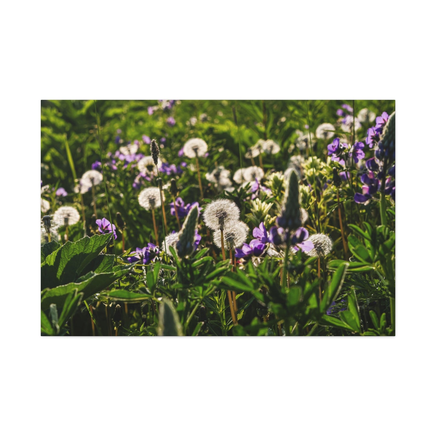 Dandelion Meadow Matte Canvas Print