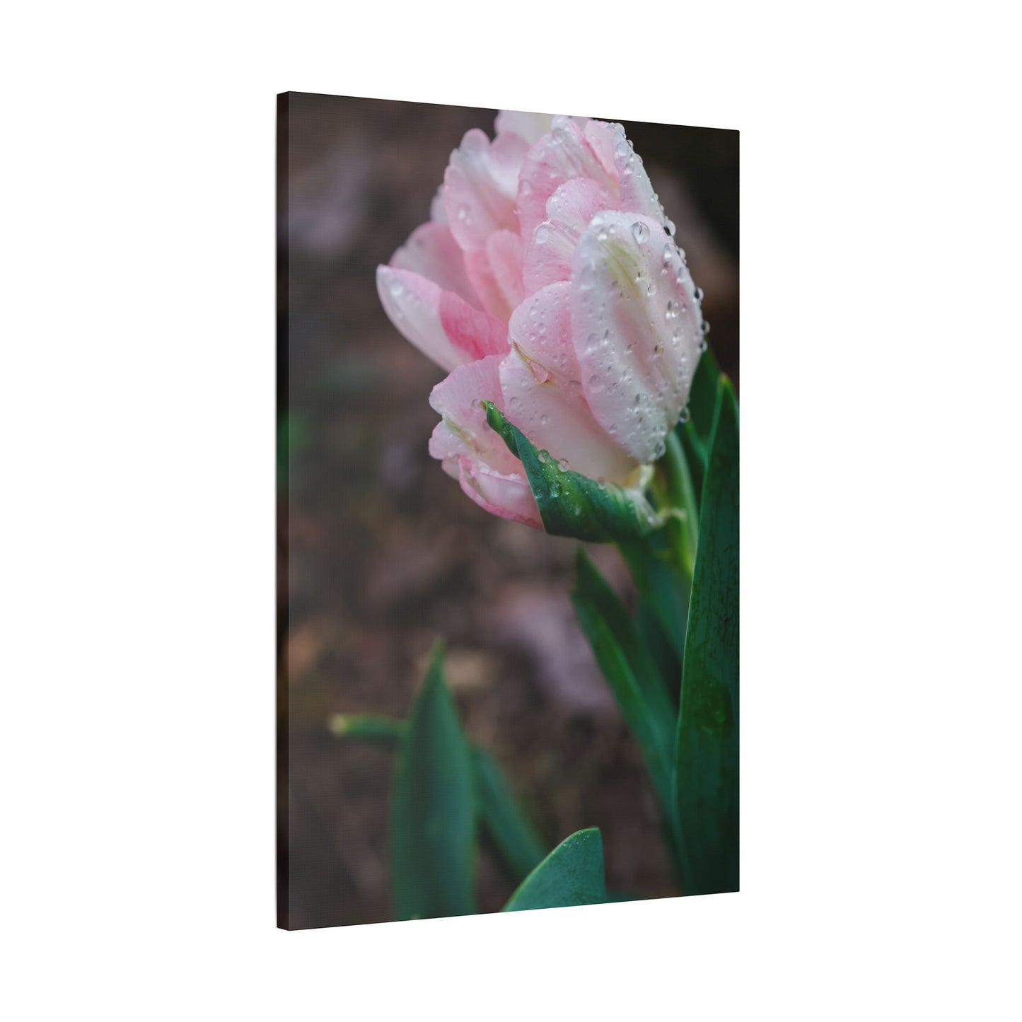 Pale Pink Tulip Close-Up with Rain Drops