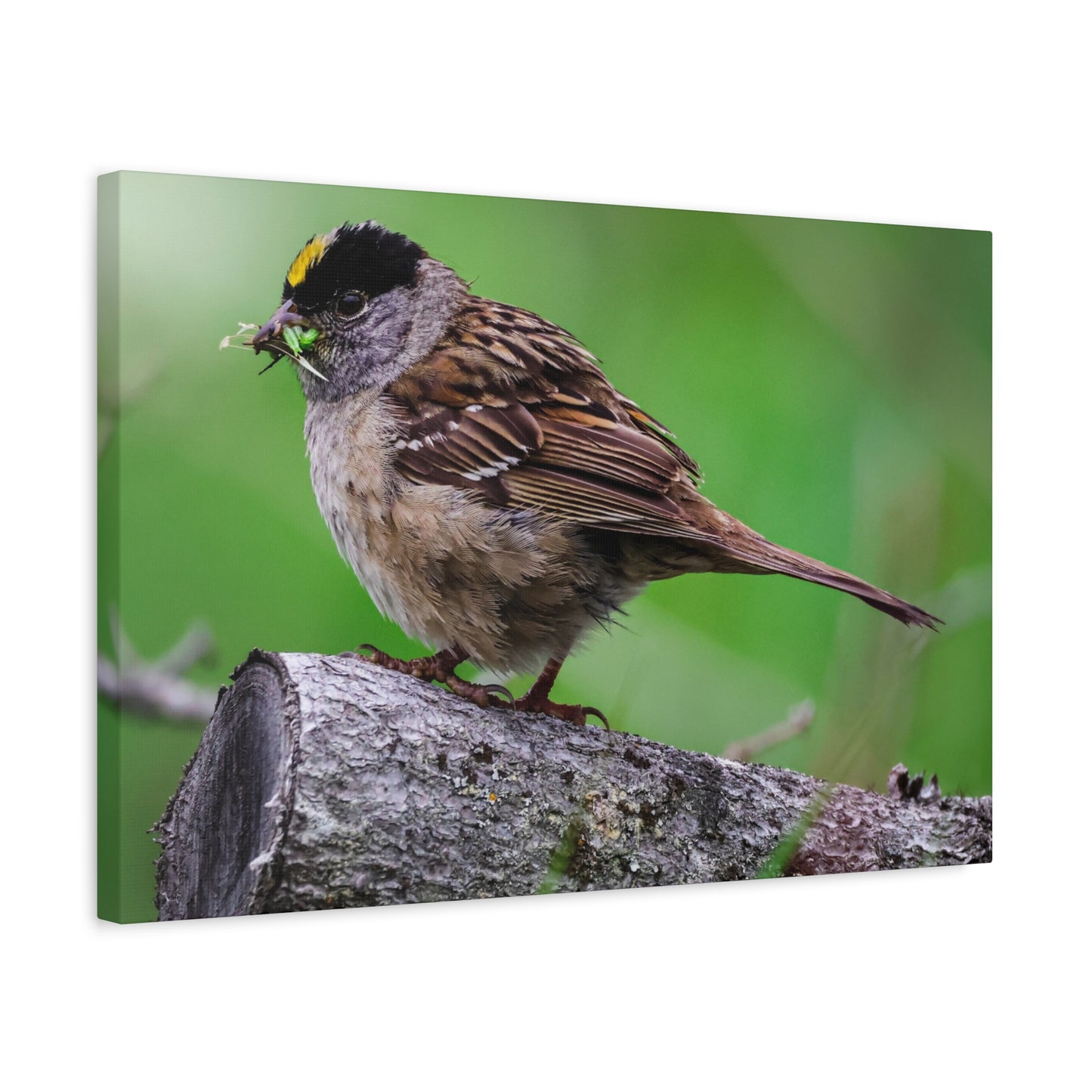 Golden-Crowned Sparrow Canvas Print — Matte Stretched Wall Art