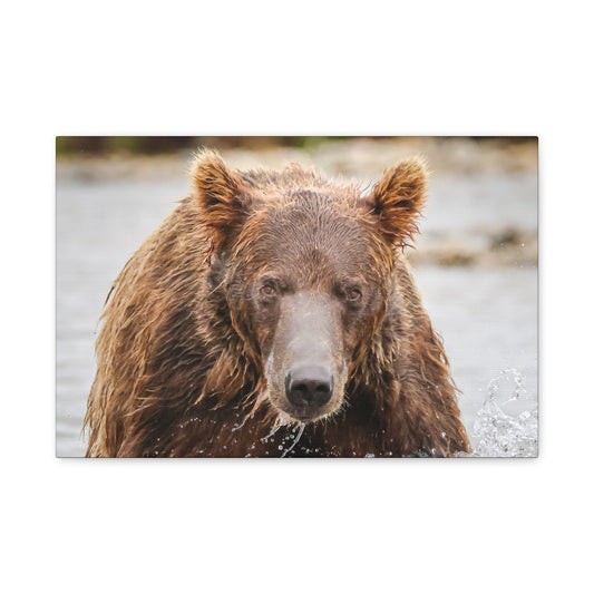 Katmai Brown Bear of Alaska Close-Up Matte Canvas Print ~ Wildlife Wall Art, 1.25" Stretched