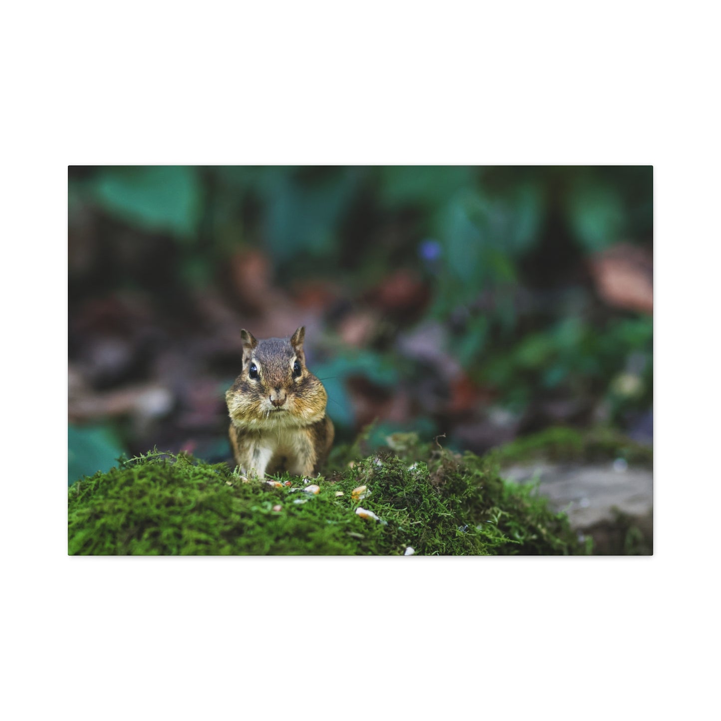 Chipmunk on Moss