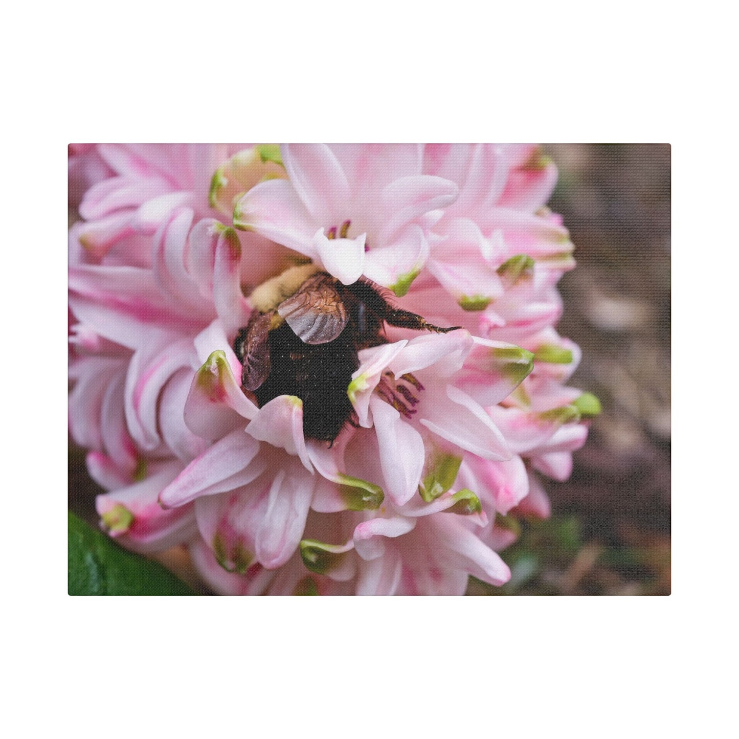 Pink Hyacinth Bee Canvas