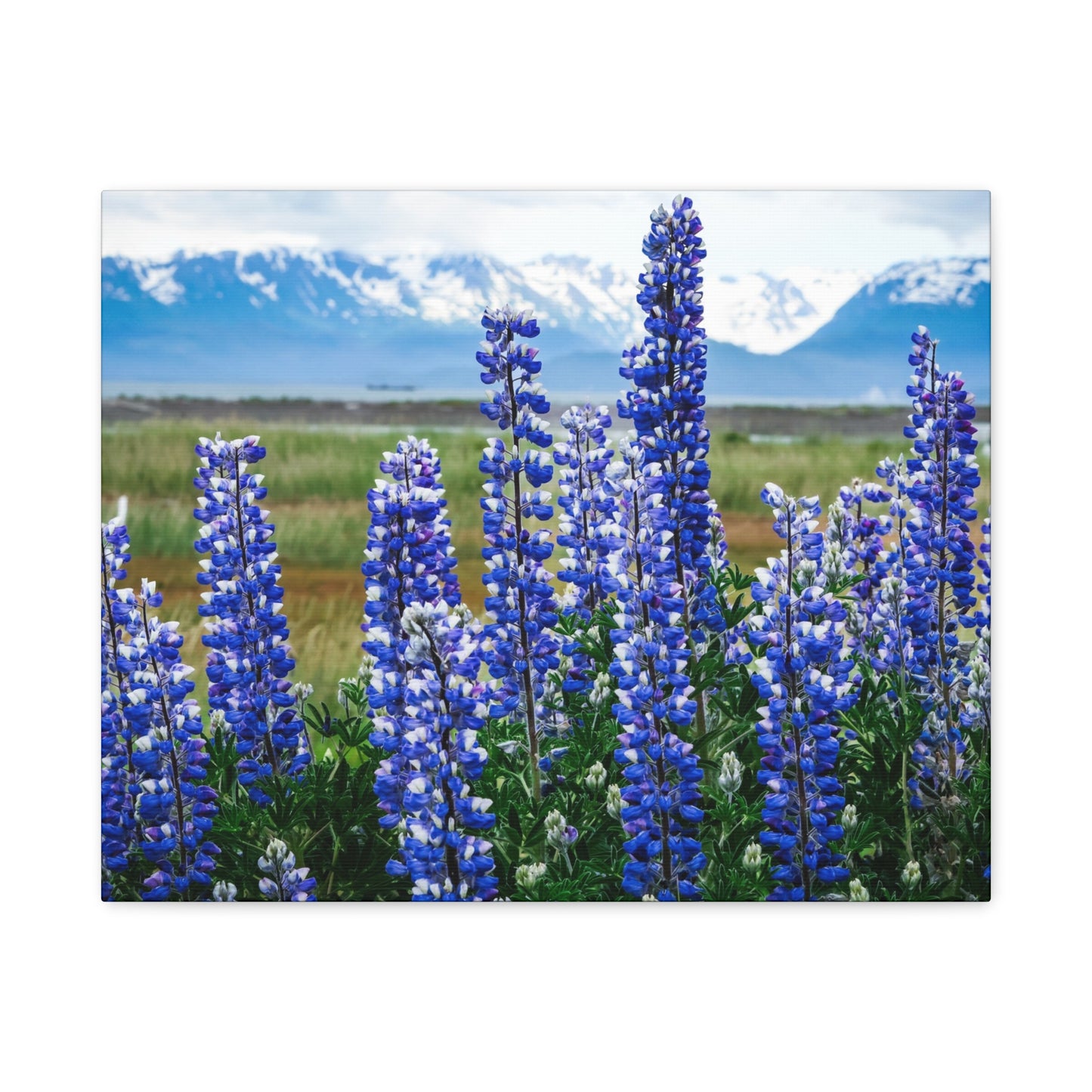 Lupine Meadow Canvas Print — Matte Stretched Wall Art