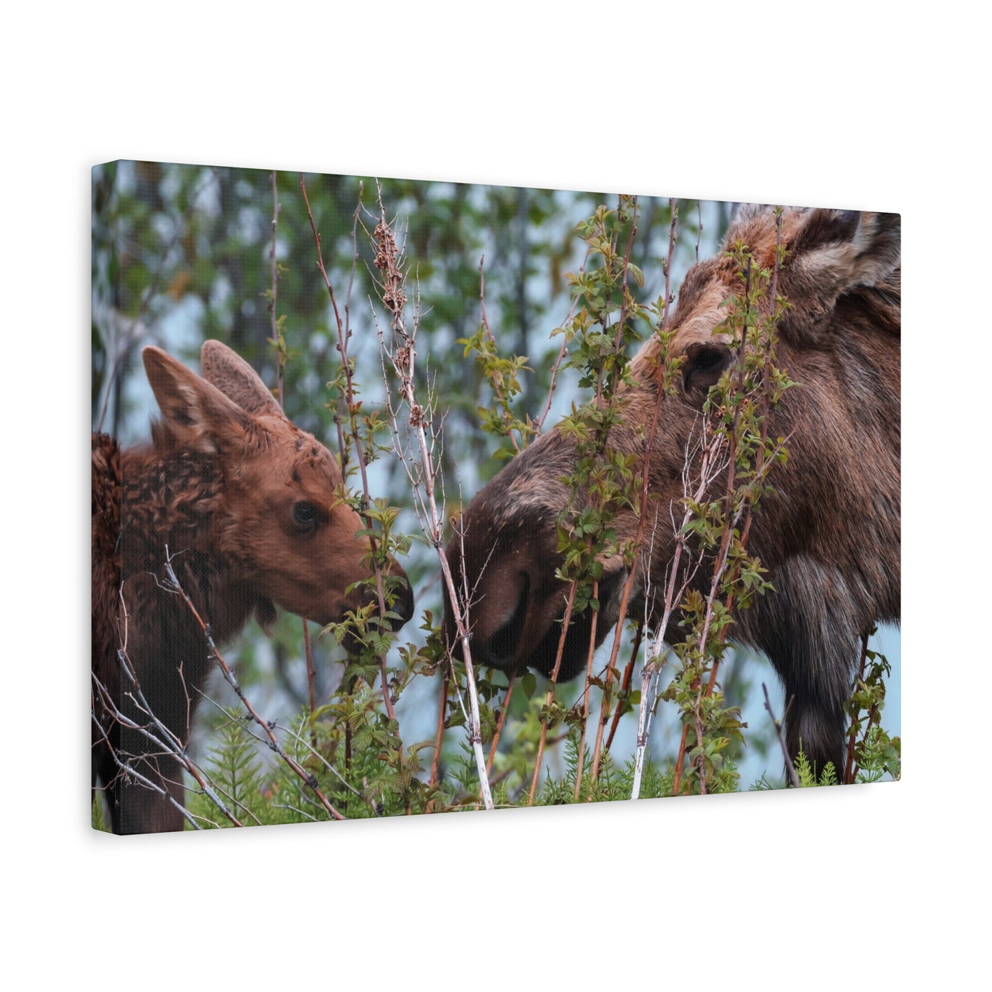 Moose Mama & Calf Matte Canvas Wall Art