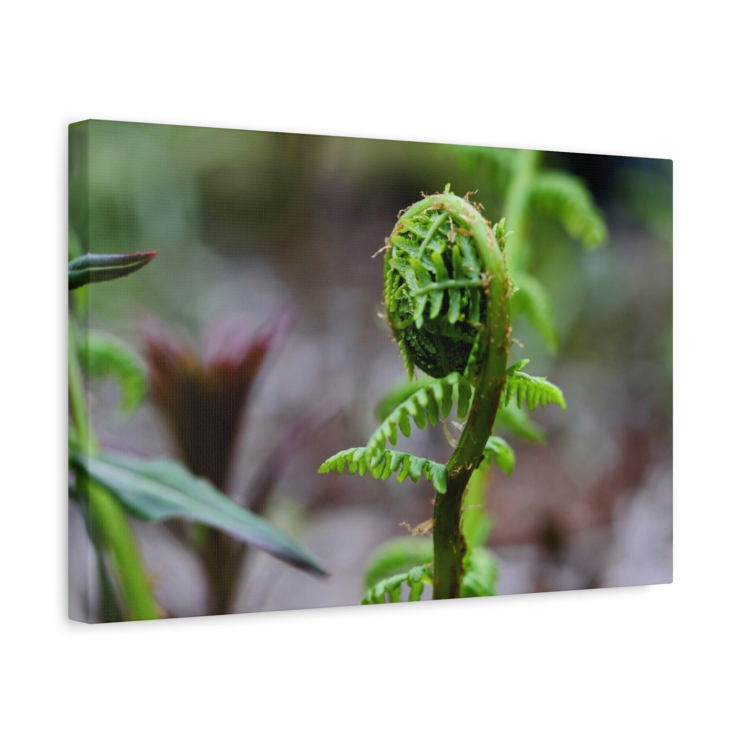 Where the Fern Unfurls ~ Matte Botanical Canvas Print