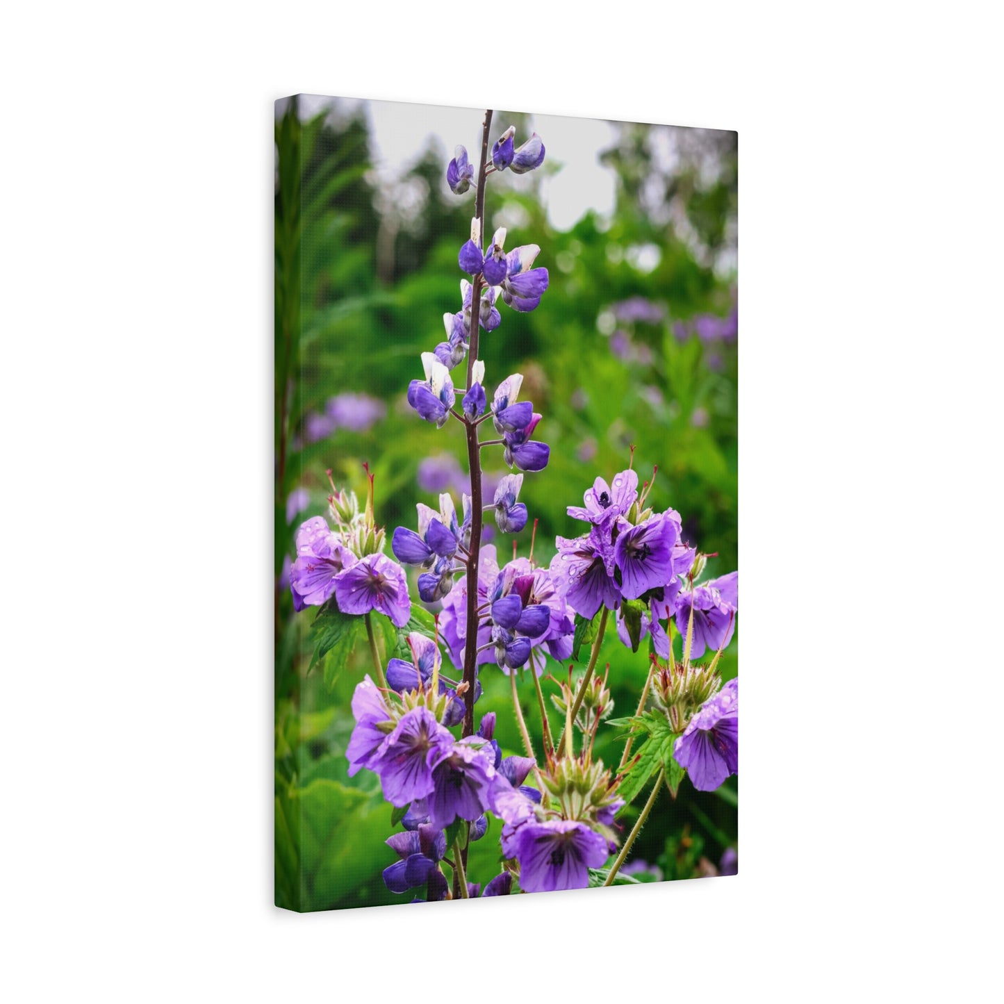 Purple Wildflower Canvas Print – A Quiet Botanical Study