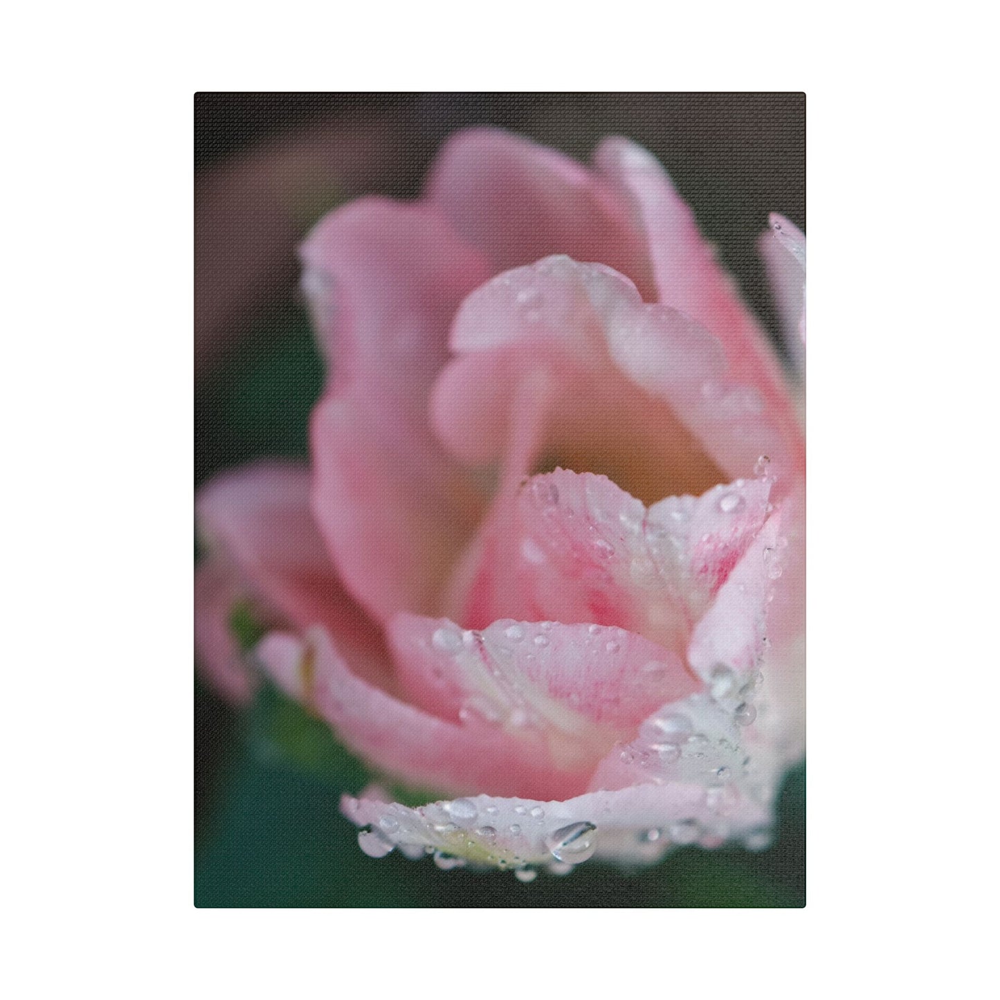 Tulip with Dew Drops