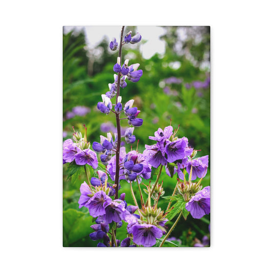 Purple Wildflower Matte Canvas Print ~ Stretched 1.25"