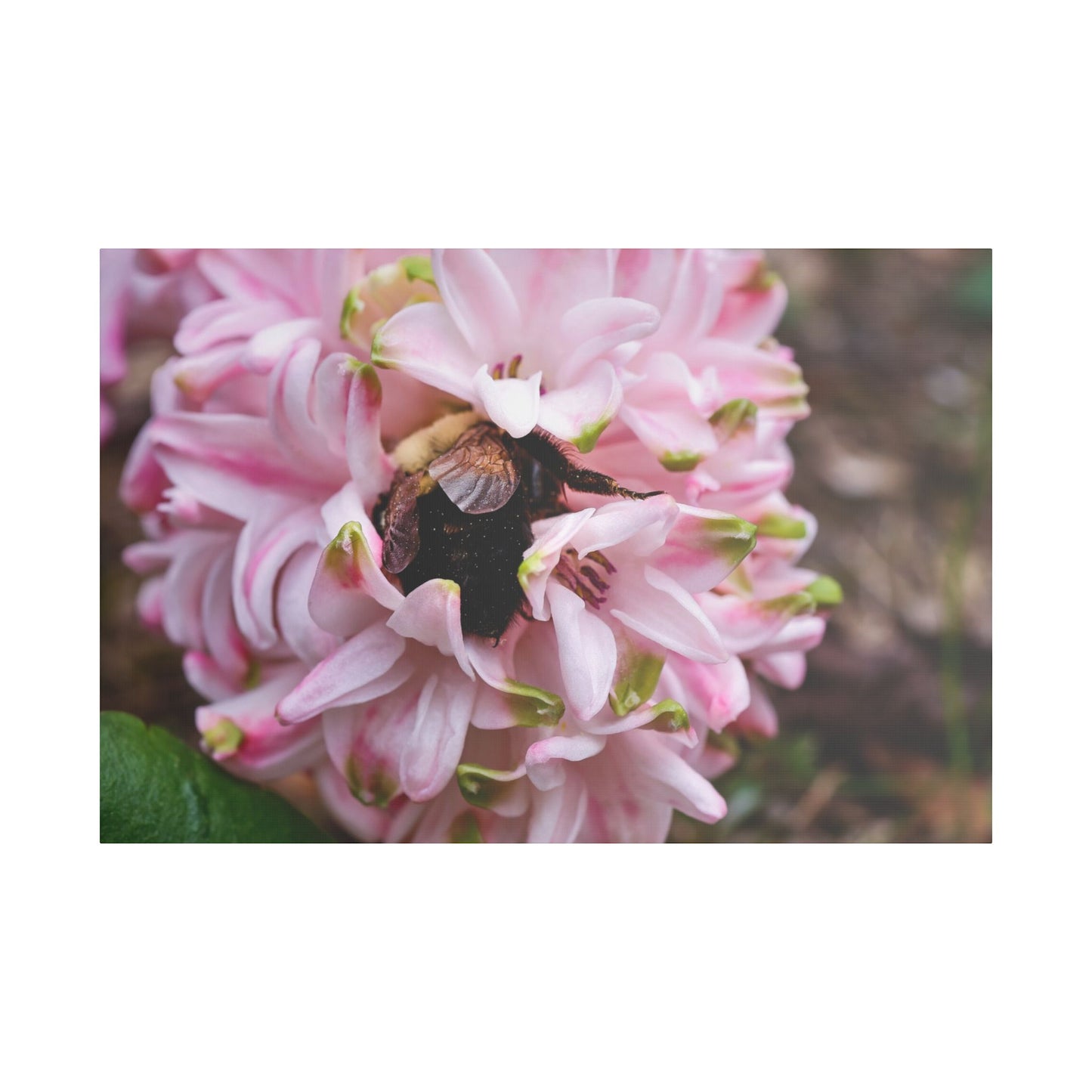 Pink Hyacinth Bee Canvas