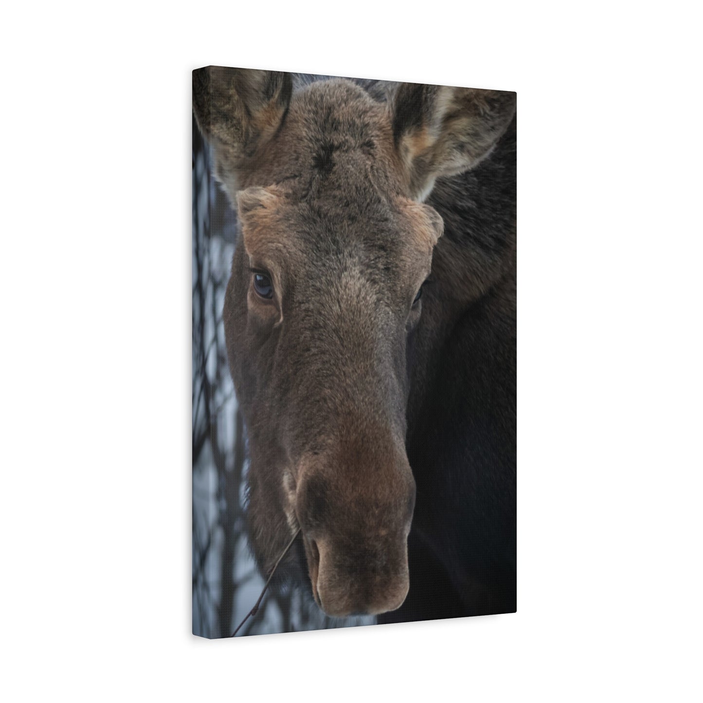 Winter Moose Canvas Print, Stretched Wall Art