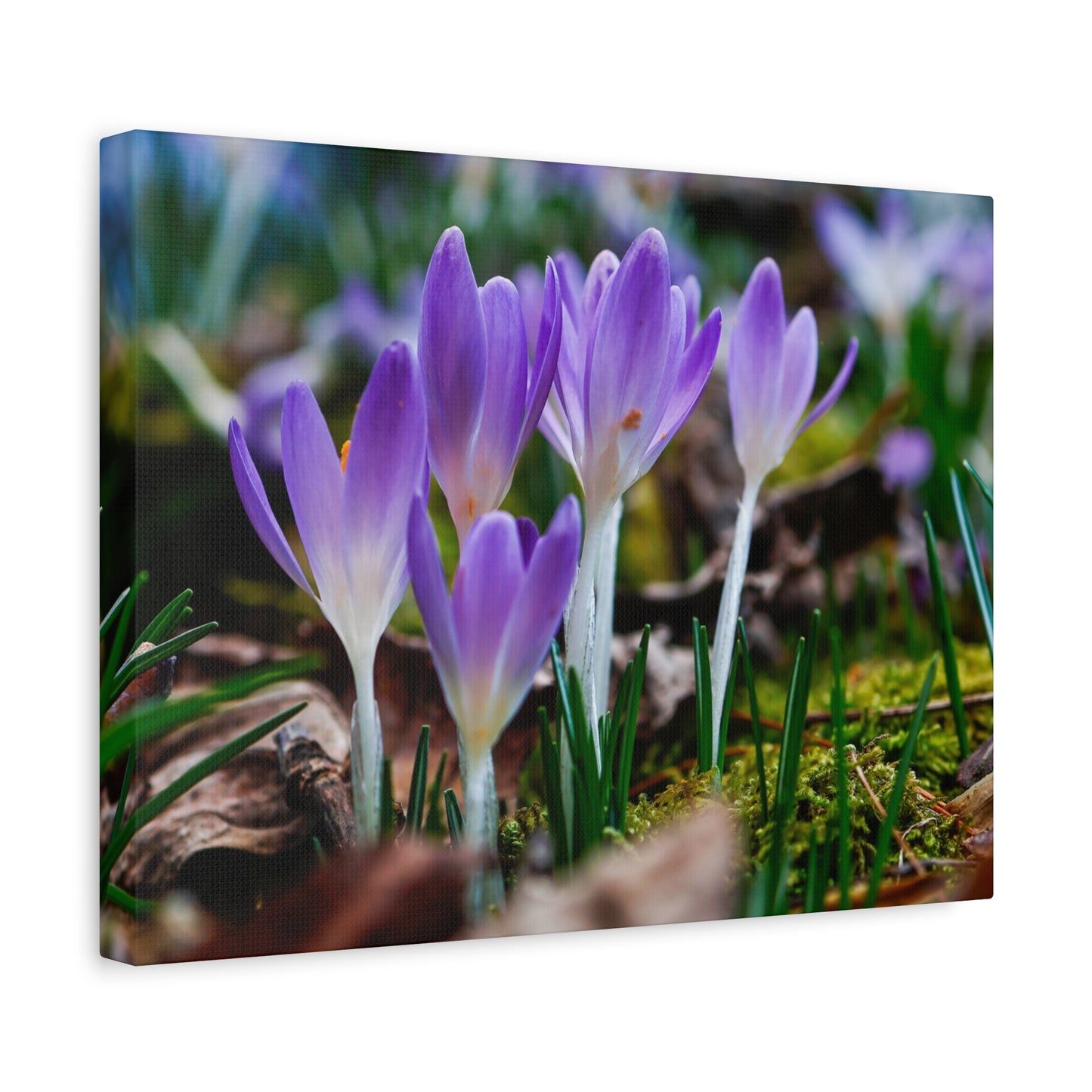 Purple Crocus Spring Flowers Matte Canvas Wall Art, Stretched 1.25"