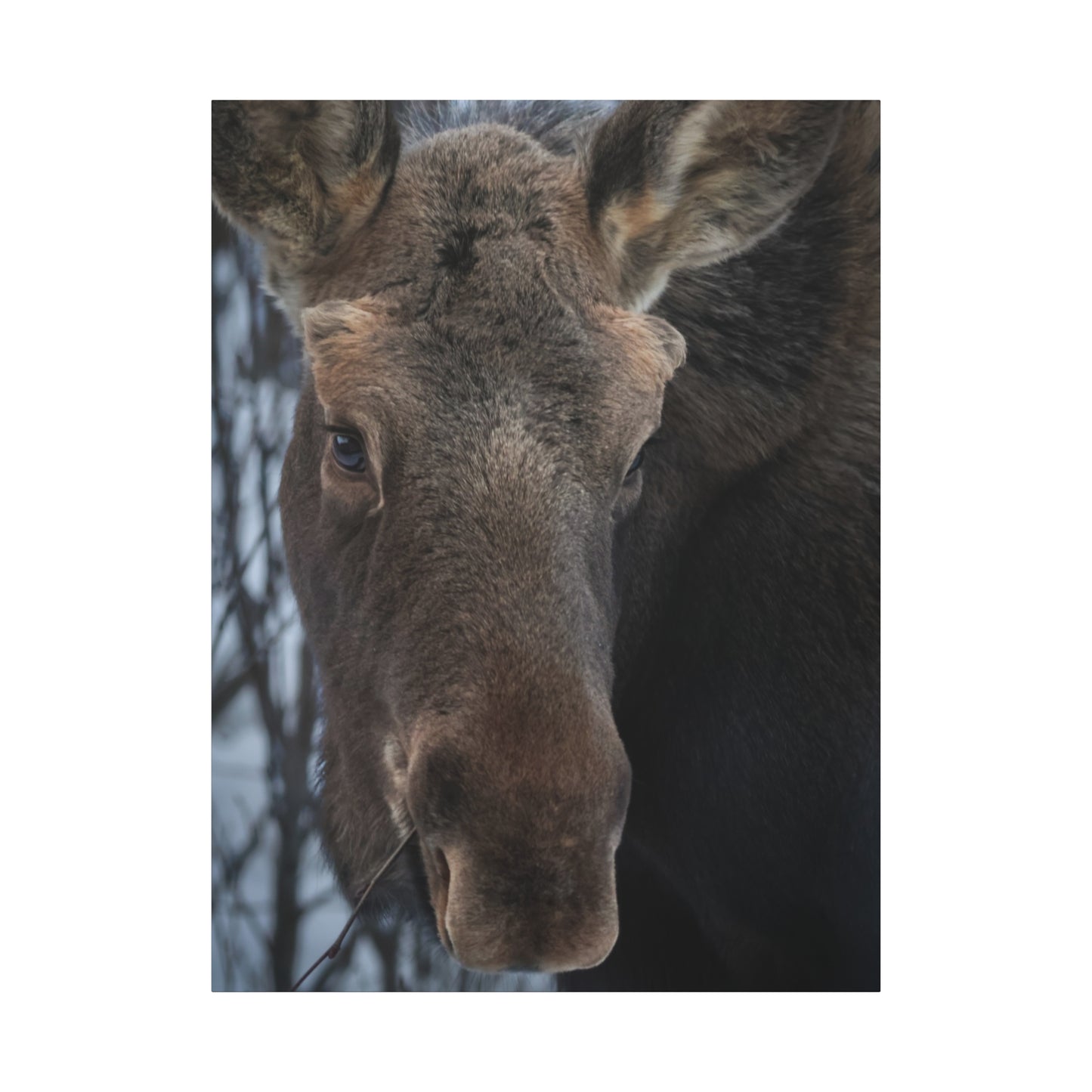 Moose Face Close-Up Matte Canvas Wall Art