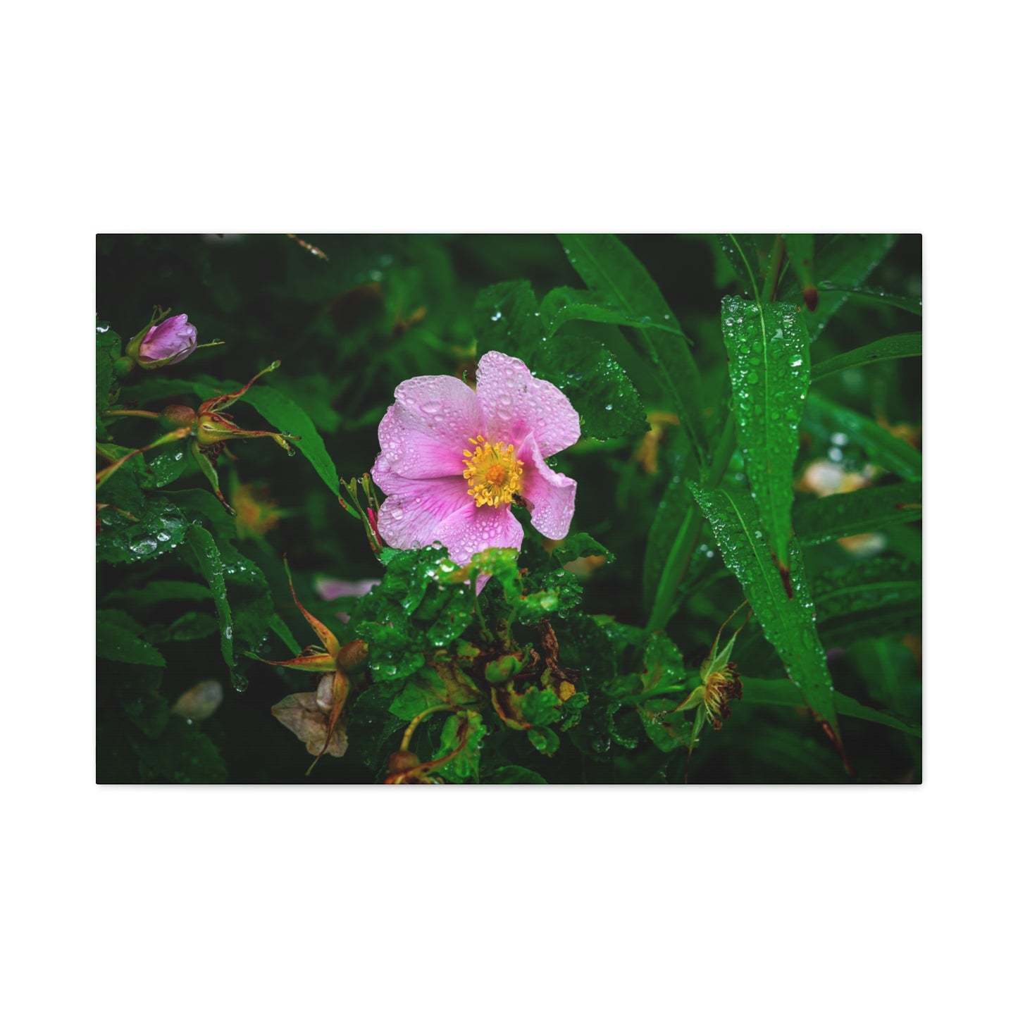 Pink Rosehip Wildflower Dew Matte Canvas Print — Stretched 1.25"