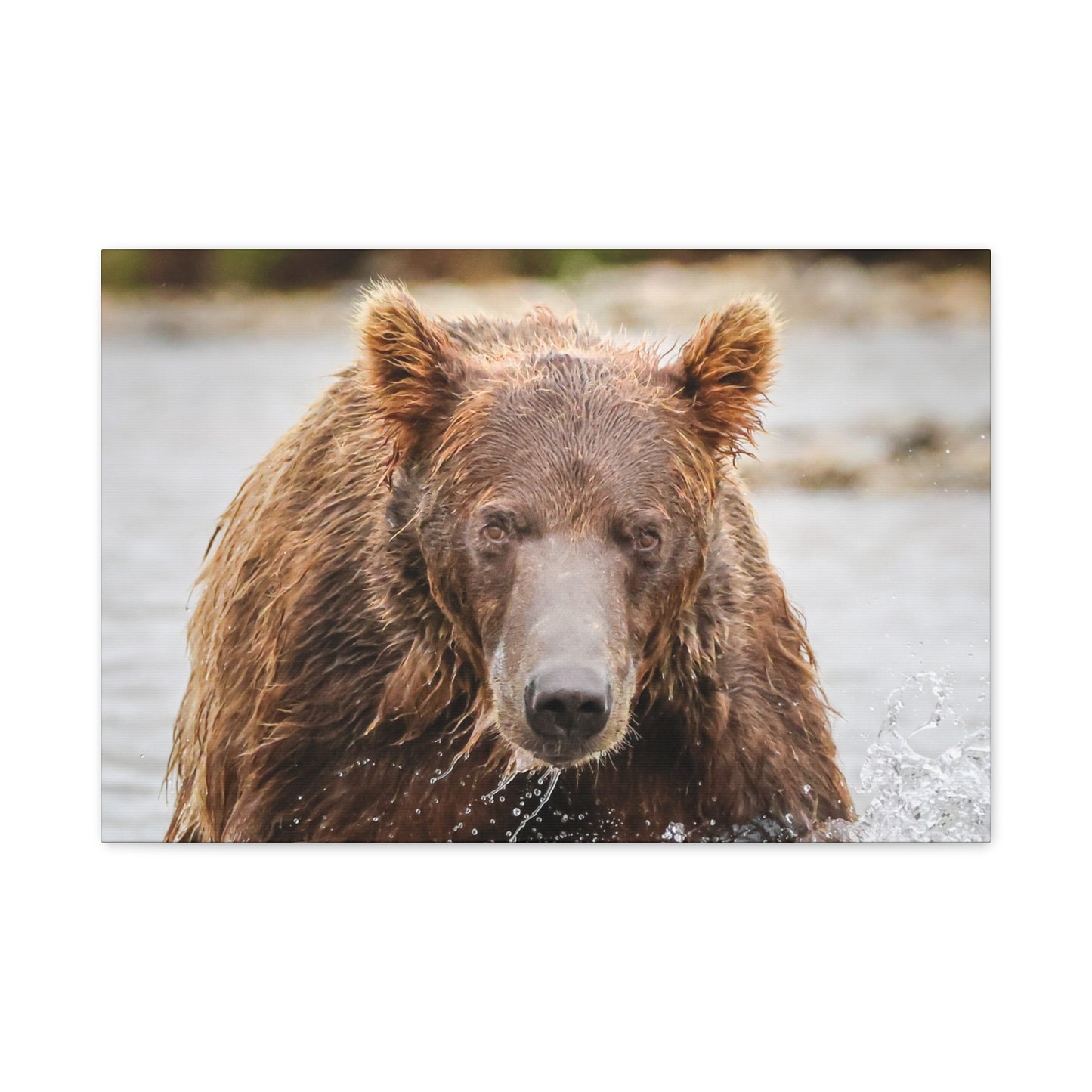 Katmai Brown Bear of Alaska Close-Up Matte Canvas Print ~ Wildlife Wall Art, 1.25" Stretched