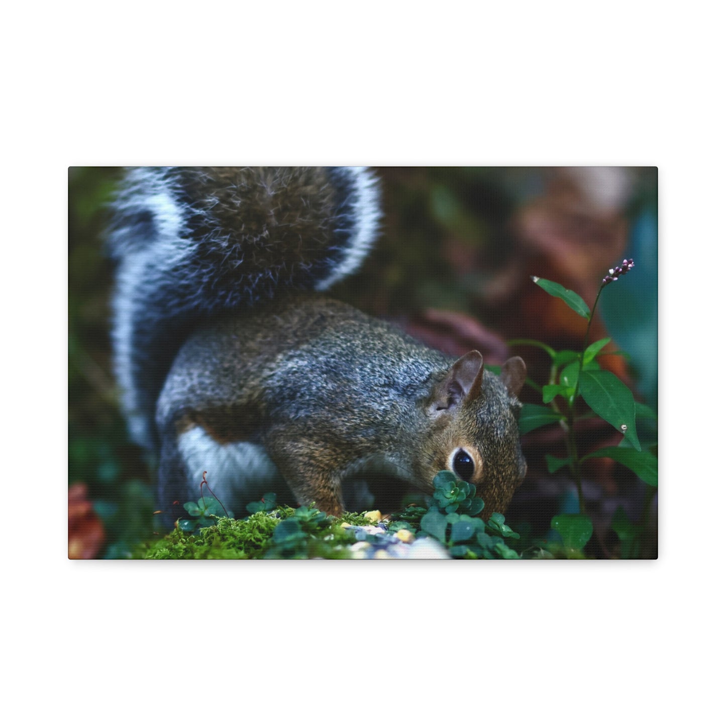Squirrel Foraging Matte Canvas Print