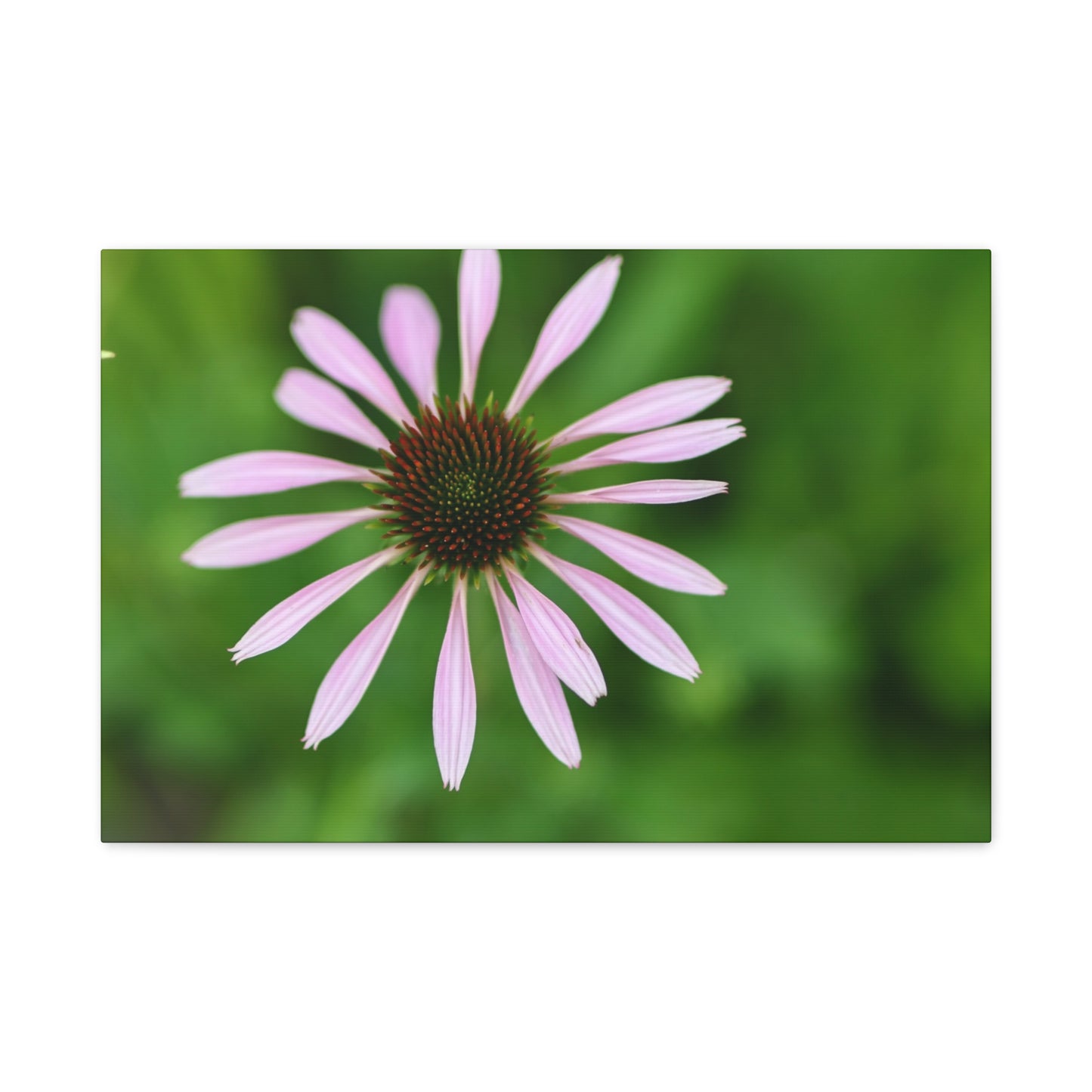Pink Coneflower Botanical Canvas Wall Art — Matte Stretched 1.25"