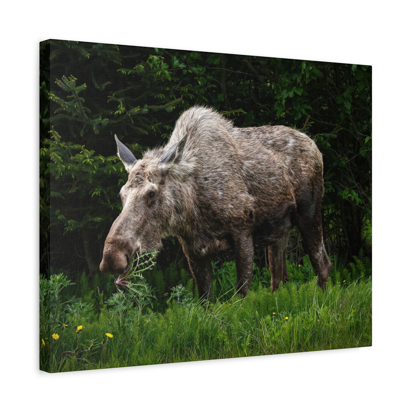 Wild Moose Matte Canvas Print — Rustic Forest Wildlife Wall Art