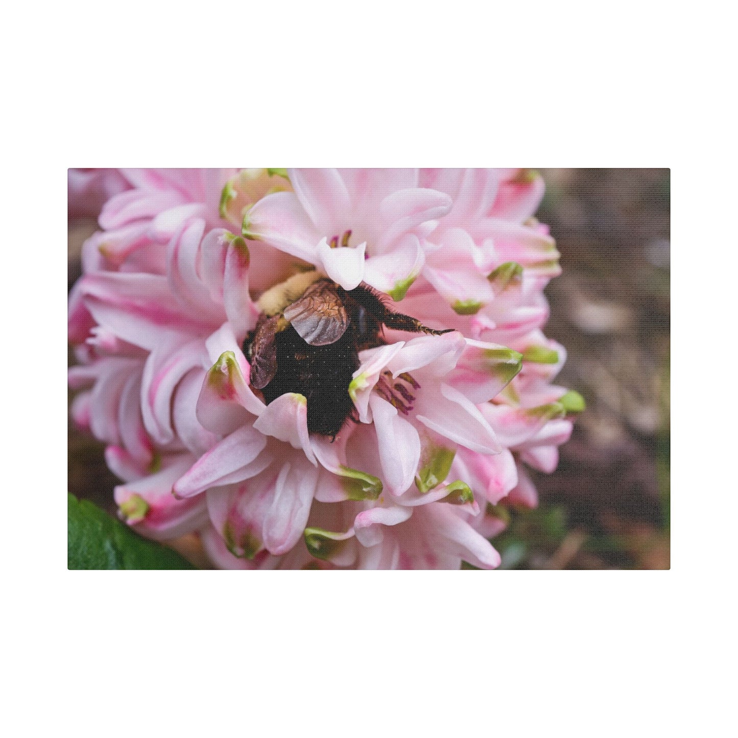 Pink Hyacinth Bee Canvas
