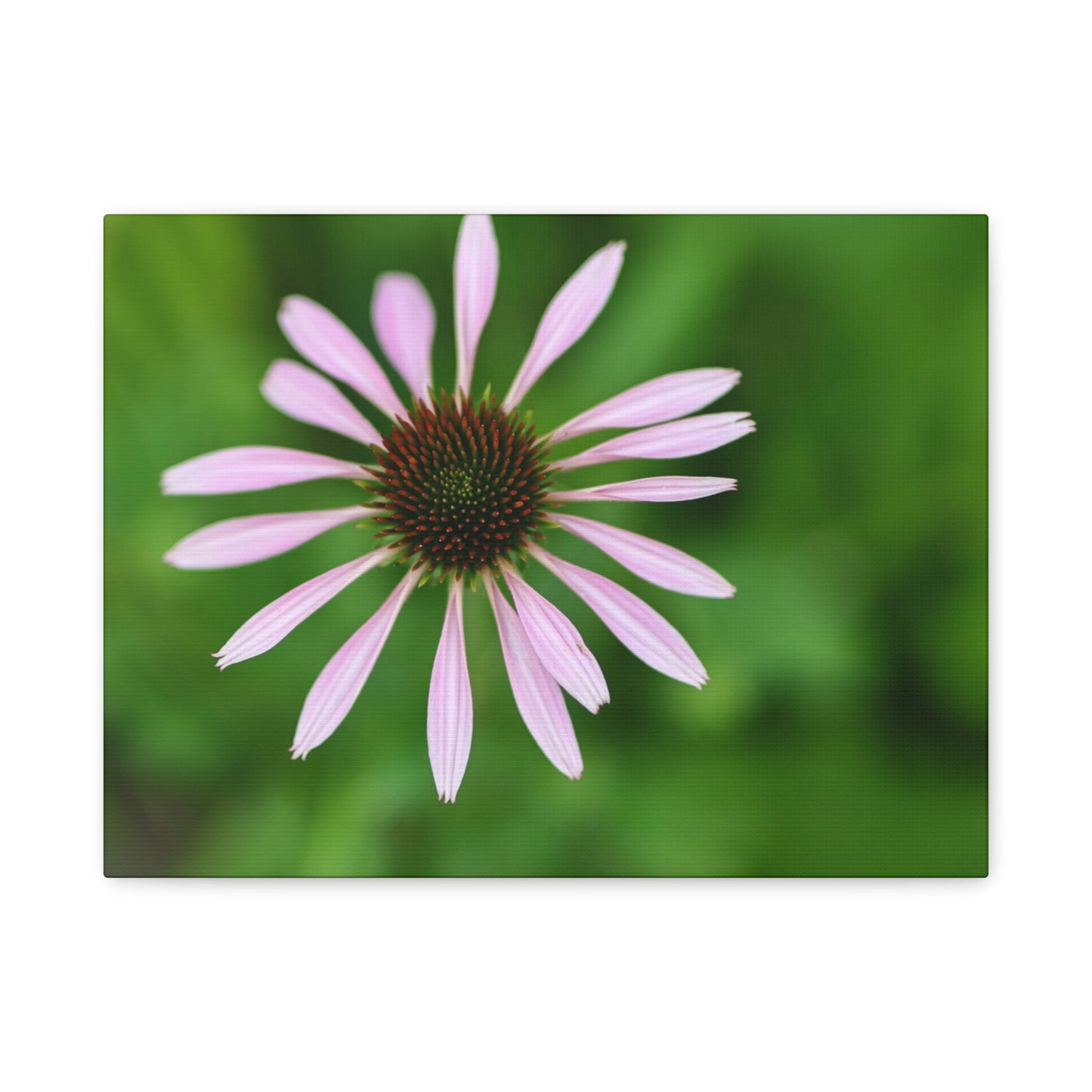 Pink Coneflower Botanical Canvas Wall Art — Matte Stretched 1.25"