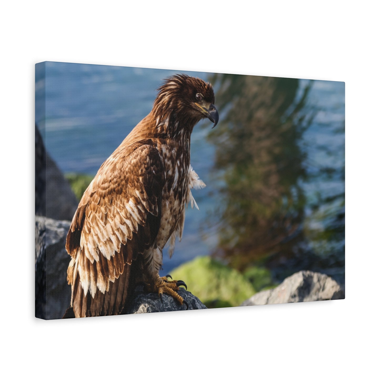 Bald Eagle Canvas Print — Coastal Wildlife Matte Stretched Art