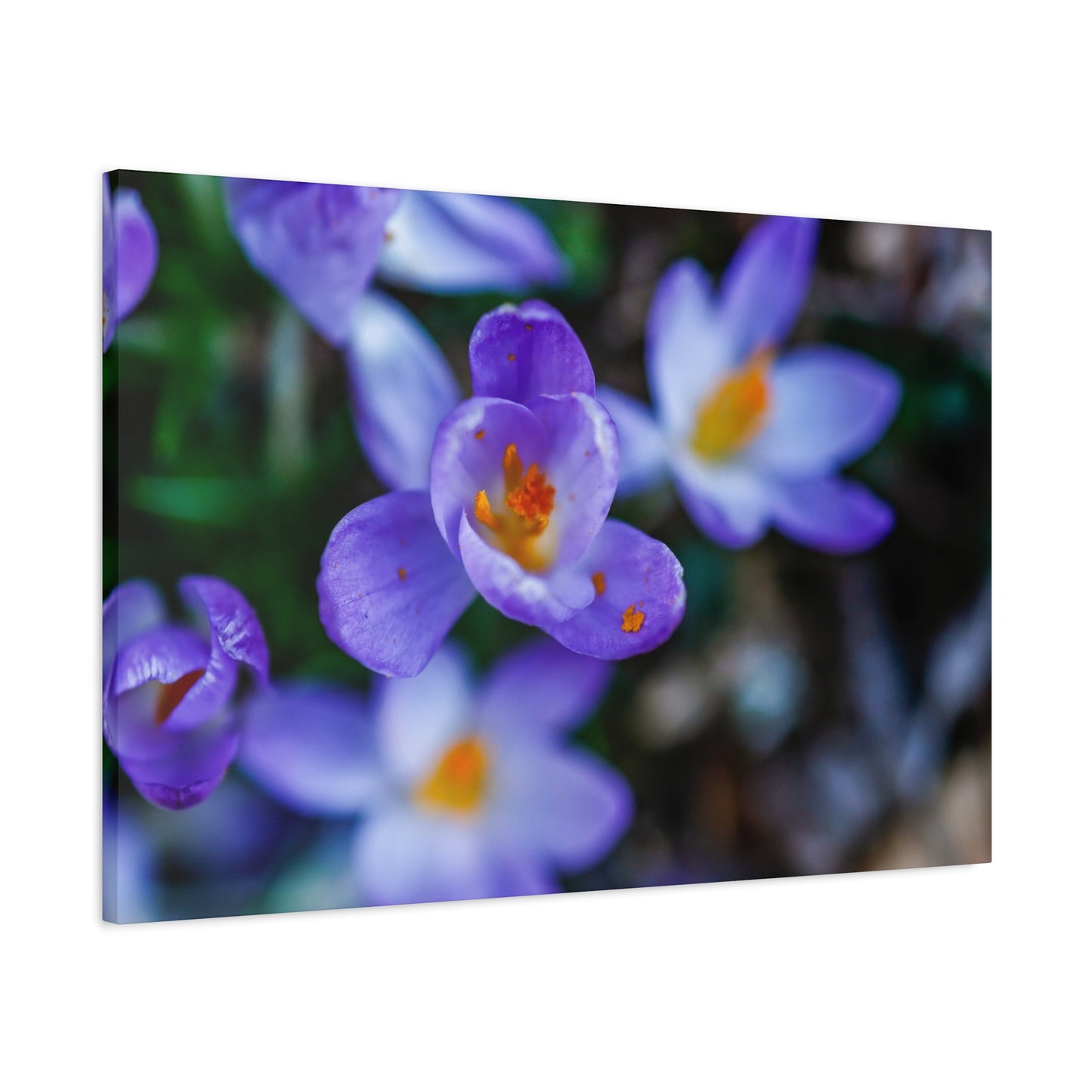 Purple Crocus Blossom Matte Canvas Print, Spring Floral Wall Art