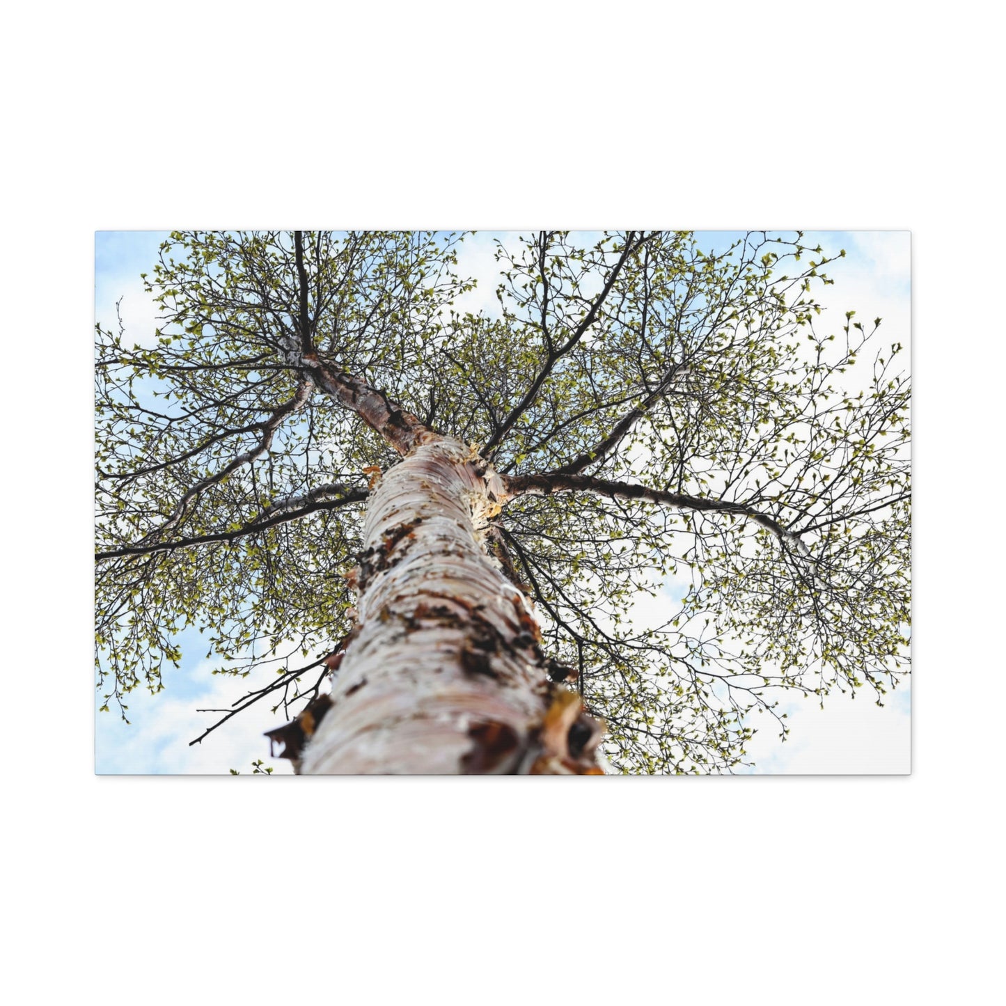 Looking Up Through Birch Light ~ Matte Canvas Print
