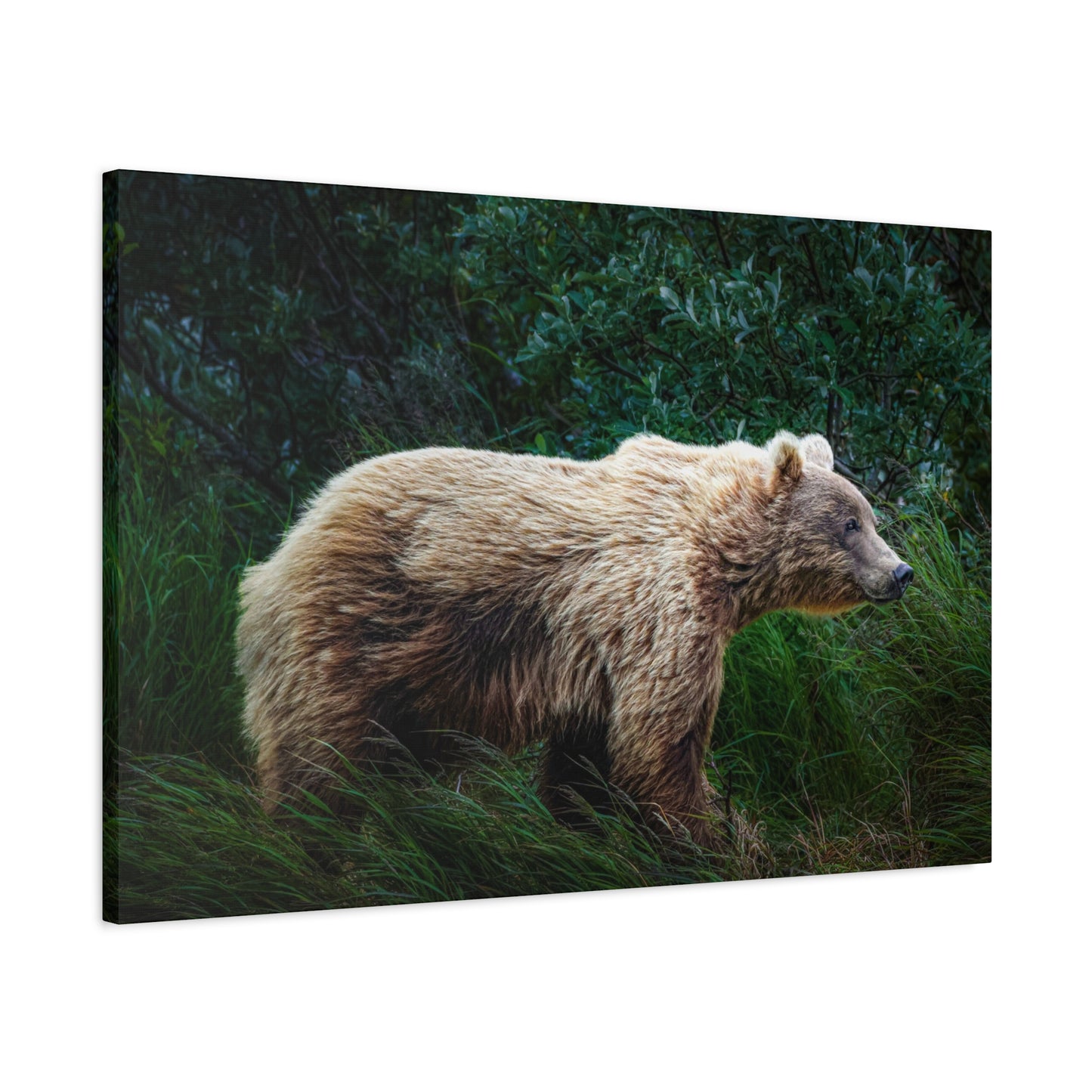 Katmai Brown Bear Canvas Print ~ Wildlife Wall Art Matte Stretched 1.25"