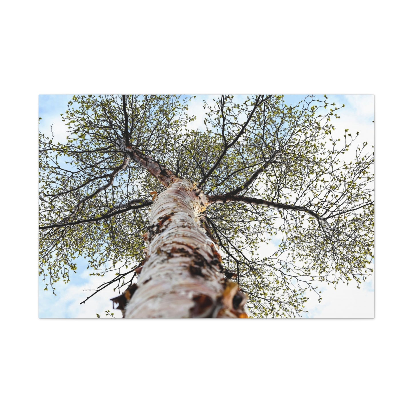 Looking Up Through Birch Light ~ Matte Canvas Print