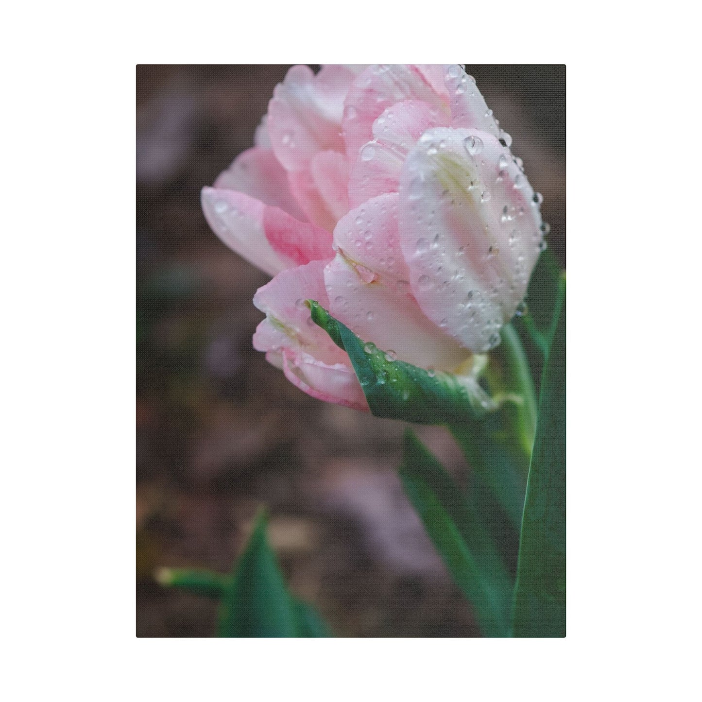 Pale Pink Tulip Close-Up with Rain Drops