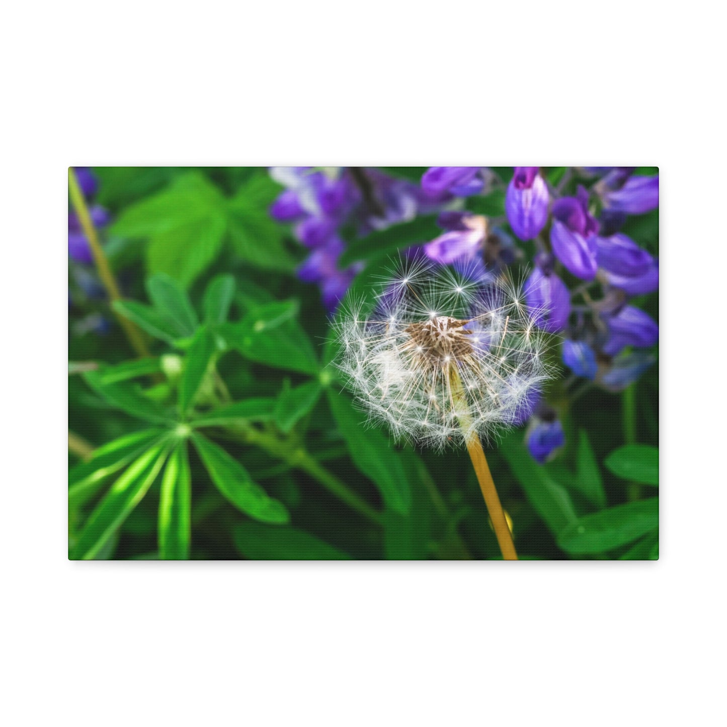 Where Wildflowers Gather ~ Dandelion & Lupine Canvas Print