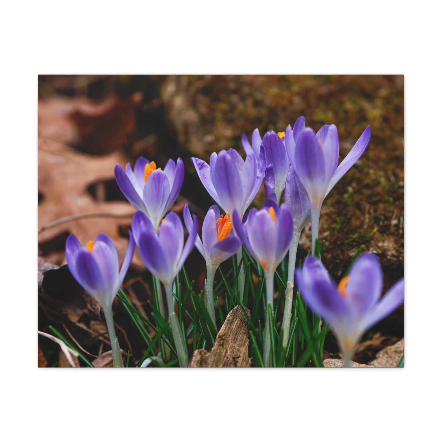 Purple Crocus Flower Canvas Stretched Matte Canvas