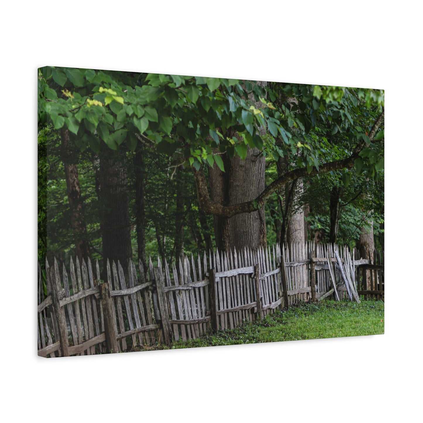 Rustic Split-Rail Fence Canvas Wall Art ~ Forest Landscape Matte Stretched Print