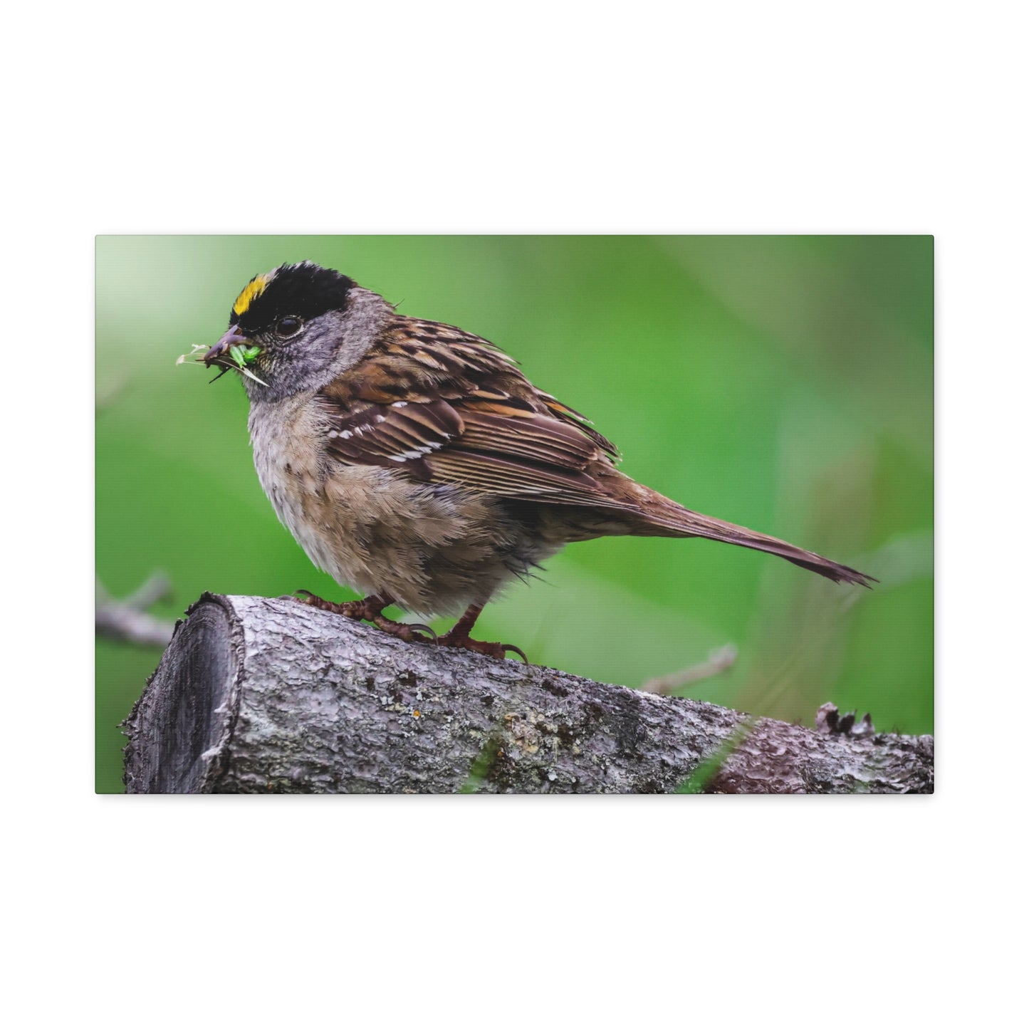 Golden-Crowned Sparrow Canvas Print — Matte Stretched Wall Art