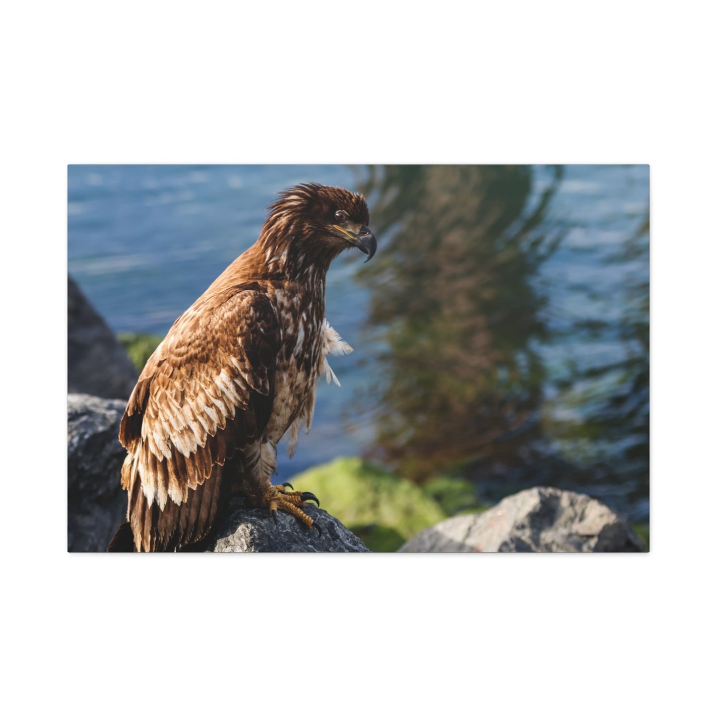Bald Eagle Canvas Print — Coastal Wildlife Matte Stretched Art