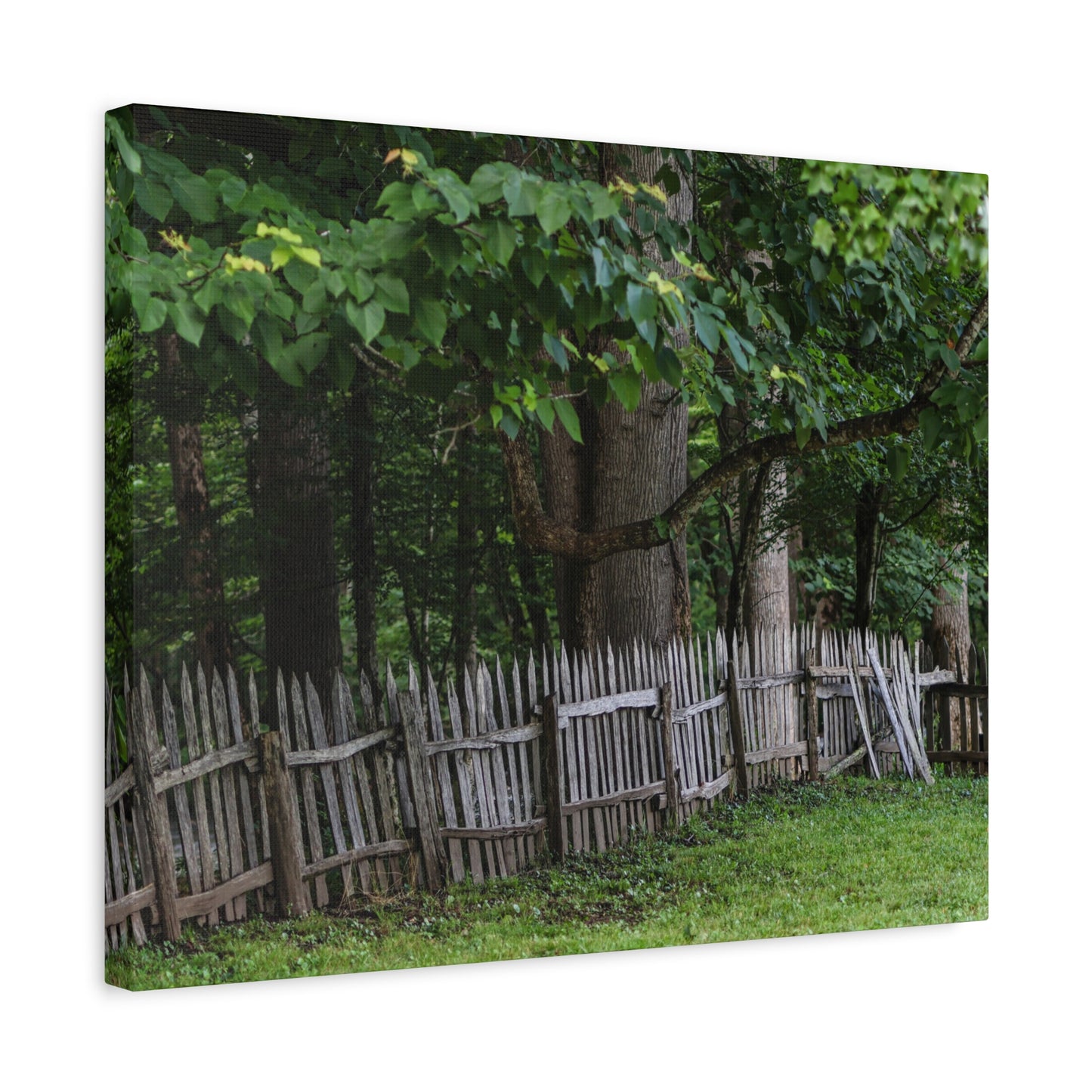 Rustic Split-Rail Fence Canvas Wall Art ~ Forest Landscape Matte Stretched Print