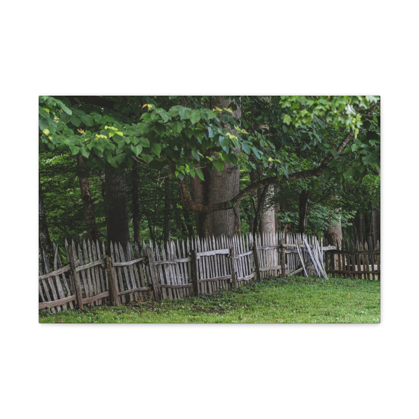 Rustic Split-Rail Fence Canvas Wall Art ~ Forest Landscape Matte Stretched Print