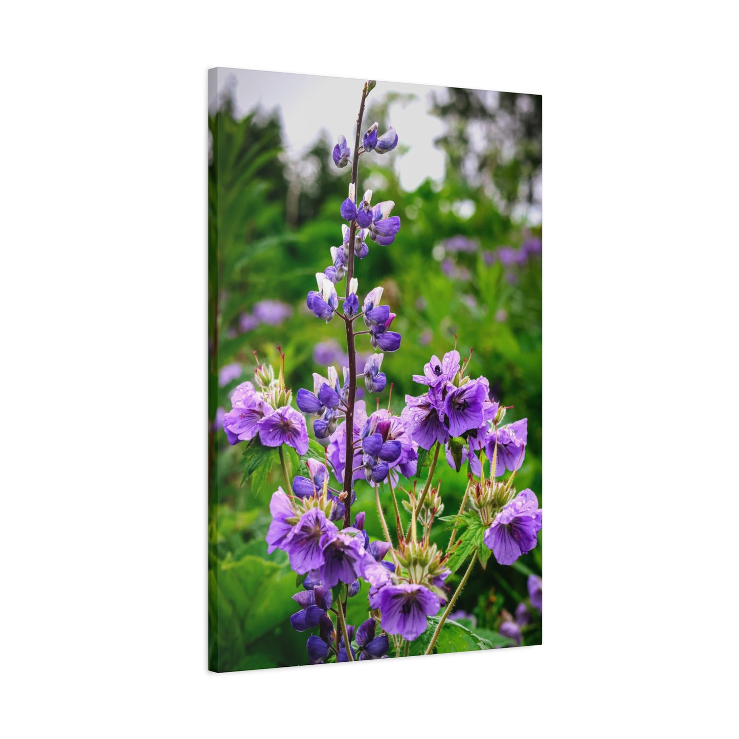 Purple Wildflower Canvas Print – A Quiet Botanical Study
