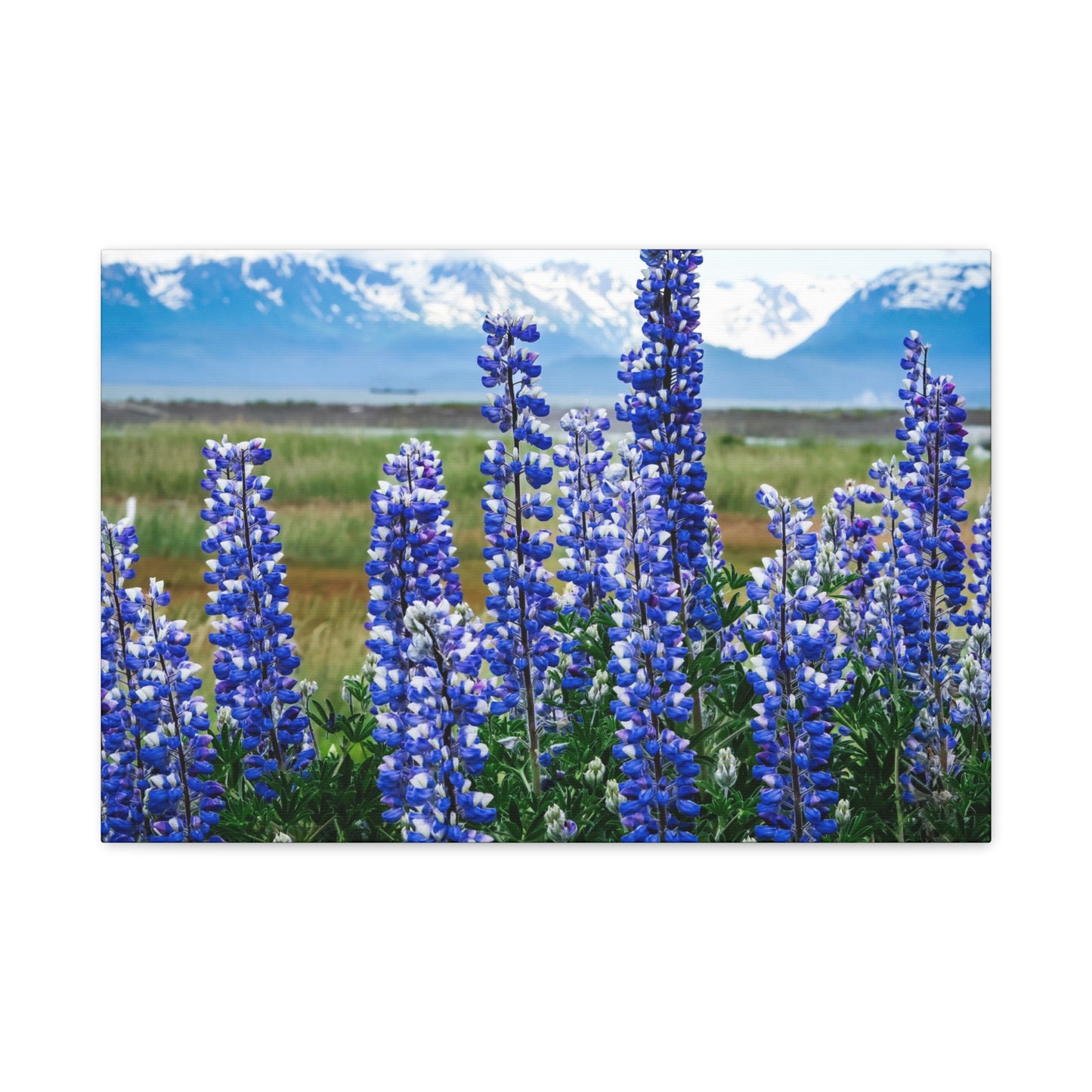 Lupine Meadow Canvas Print — Matte Stretched Wall Art