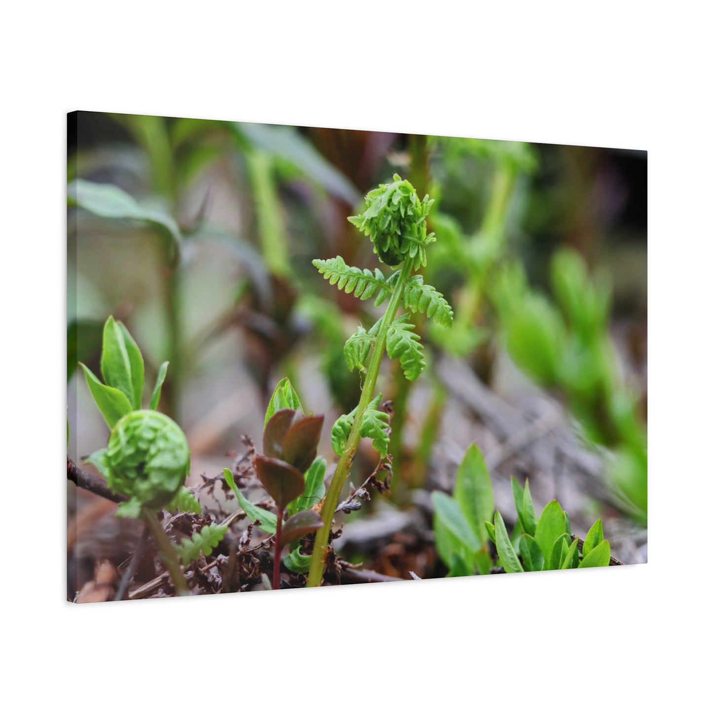 The Unfurling Fern ~ Minimal Botanical Matte Canvas Art