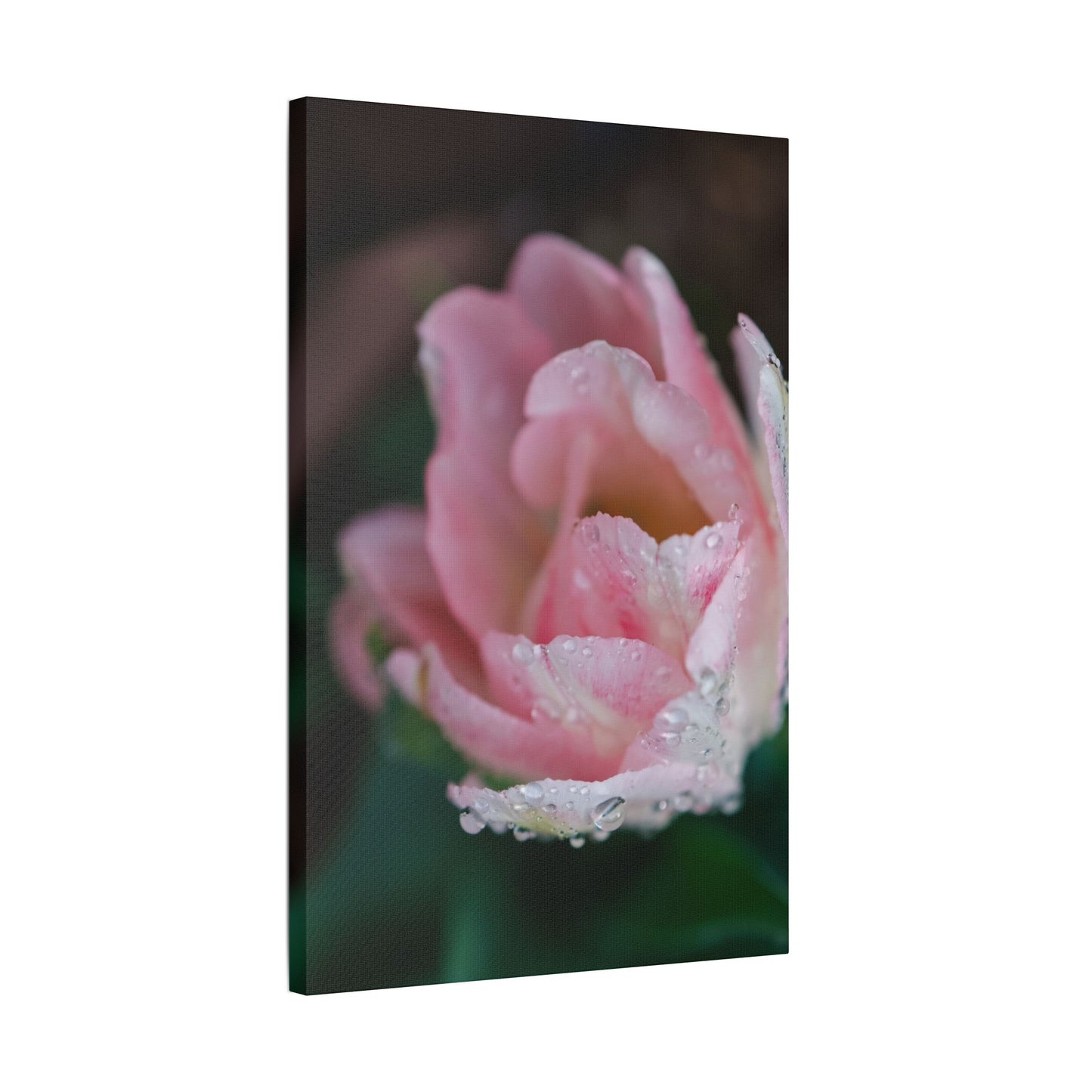 Tulip with Dew Drops