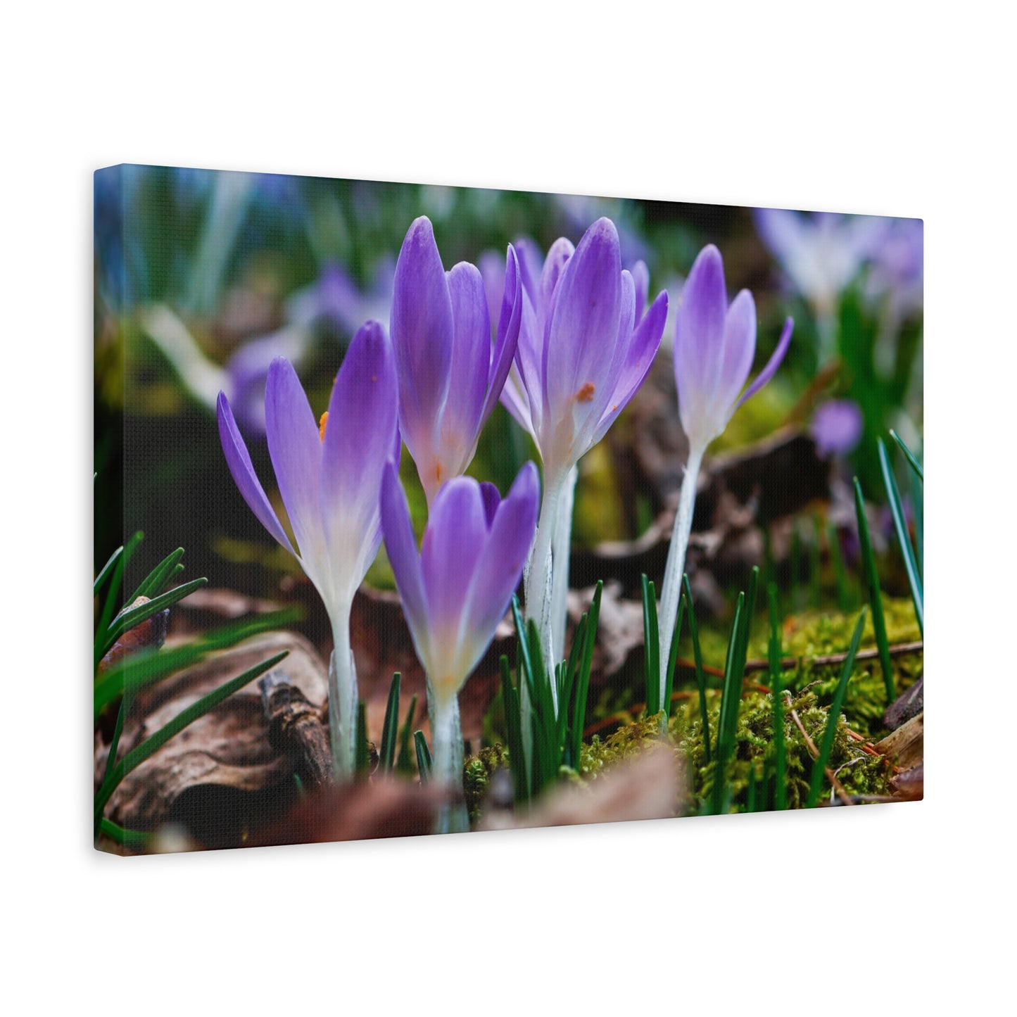 Purple Crocus Spring Flowers Matte Canvas Wall Art, Stretched 1.25"