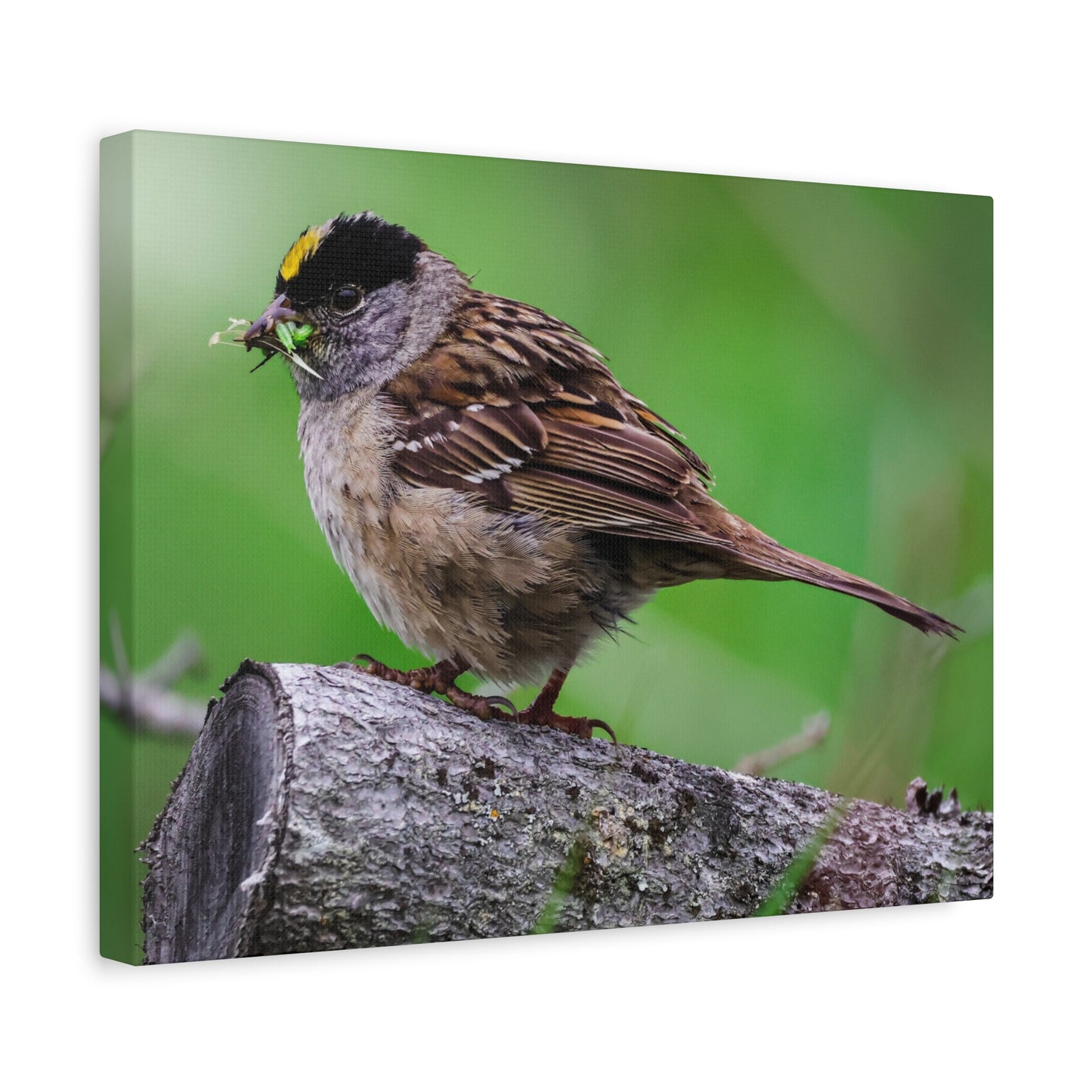 Golden-Crowned Sparrow Canvas Print — Matte Stretched Wall Art