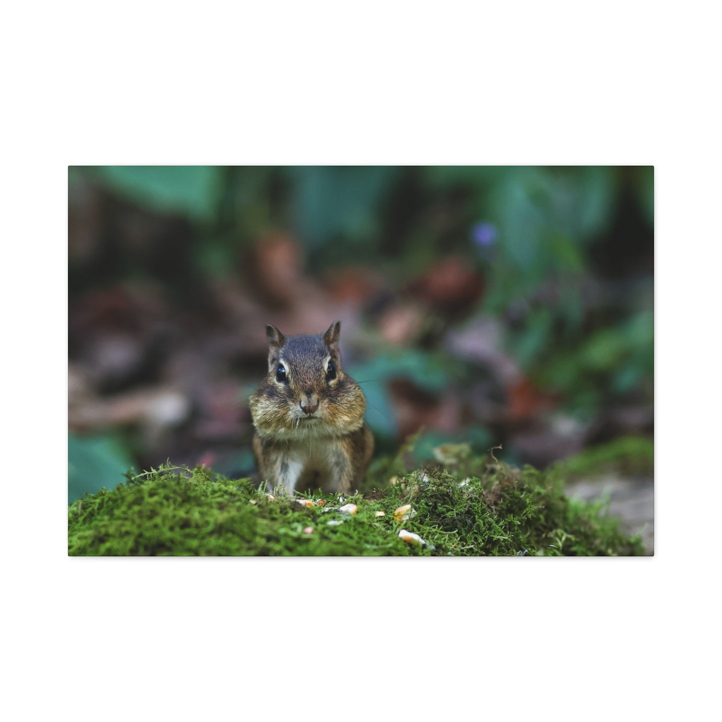 Chipmunk Moss Canvas Art — Woodland Wildlife Matte Stretched Print