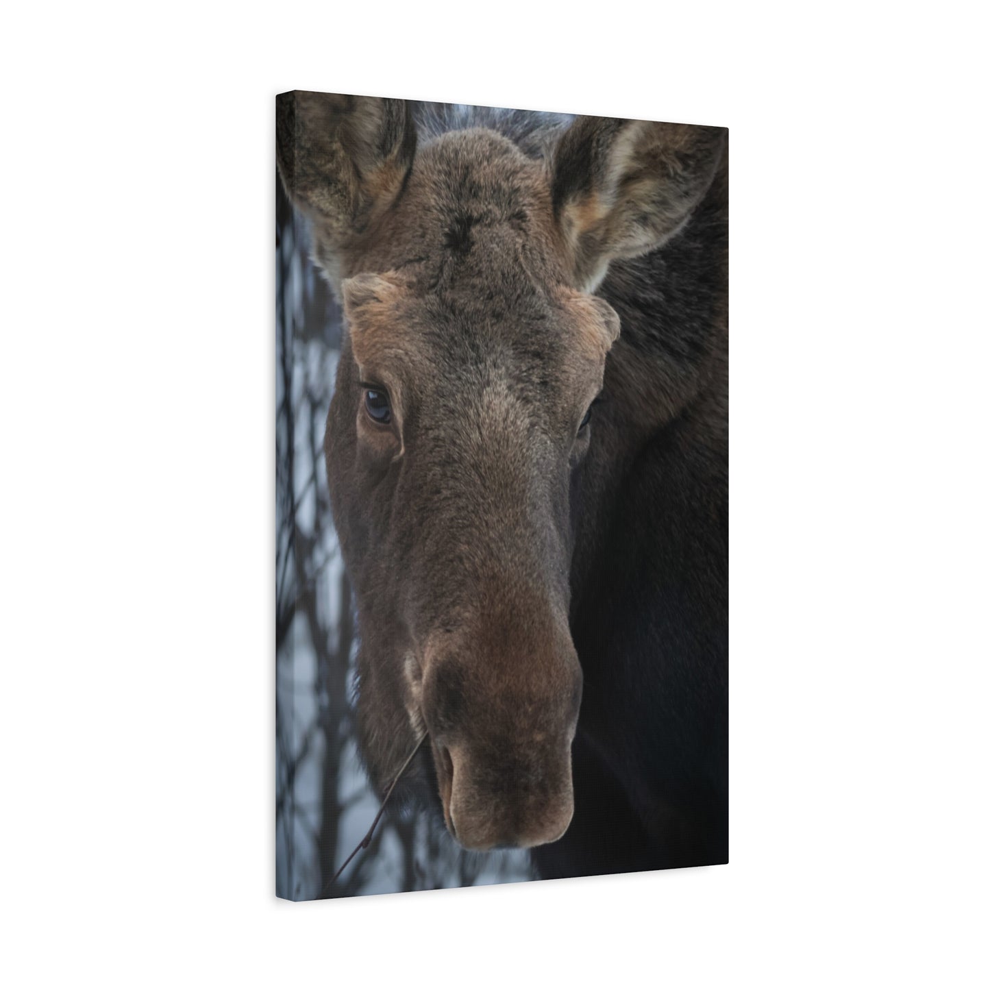 Winter Moose Canvas Print, Stretched Wall Art