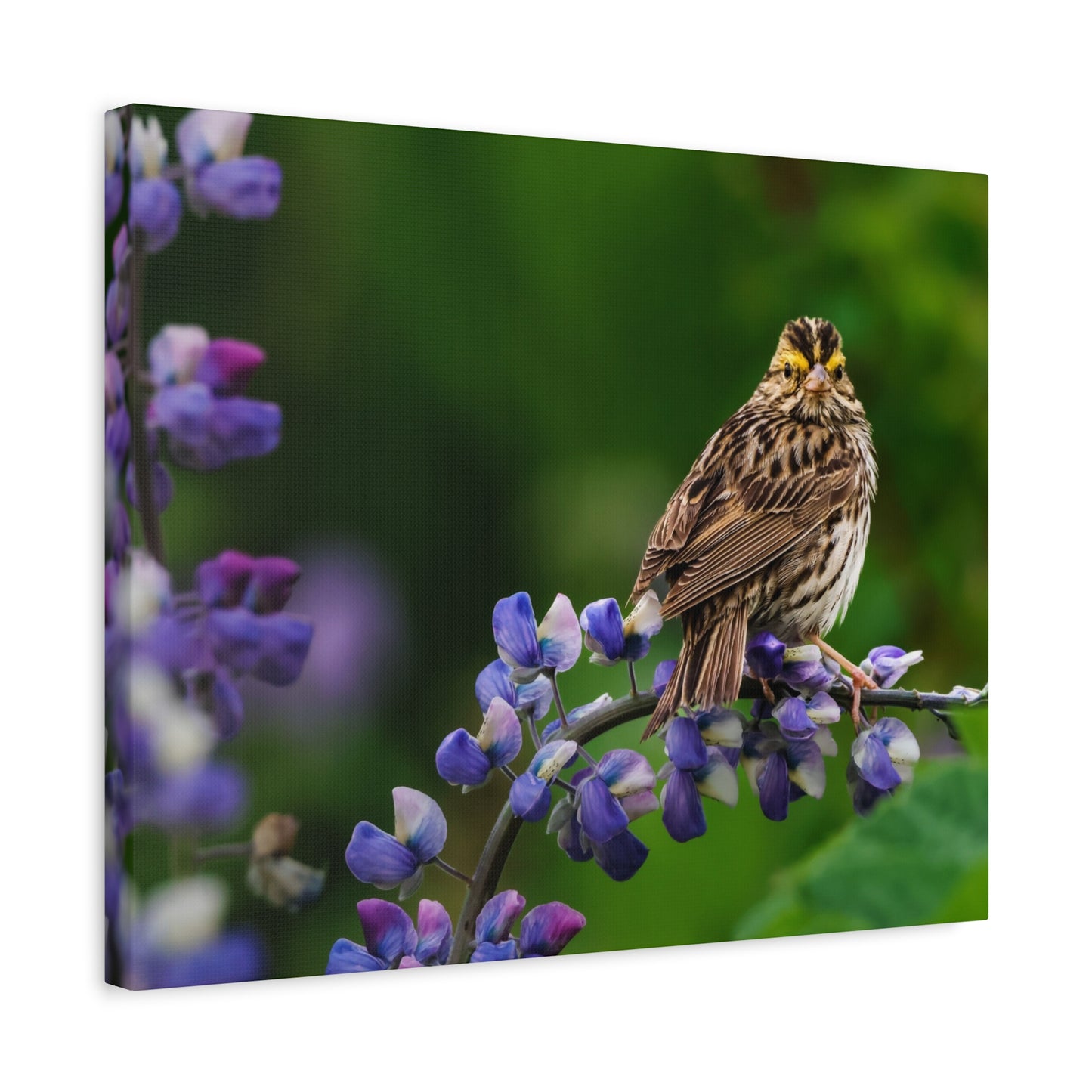 Golden Crowned Sparrow on Lupine, Matte Canvas Print Nature Wall Art