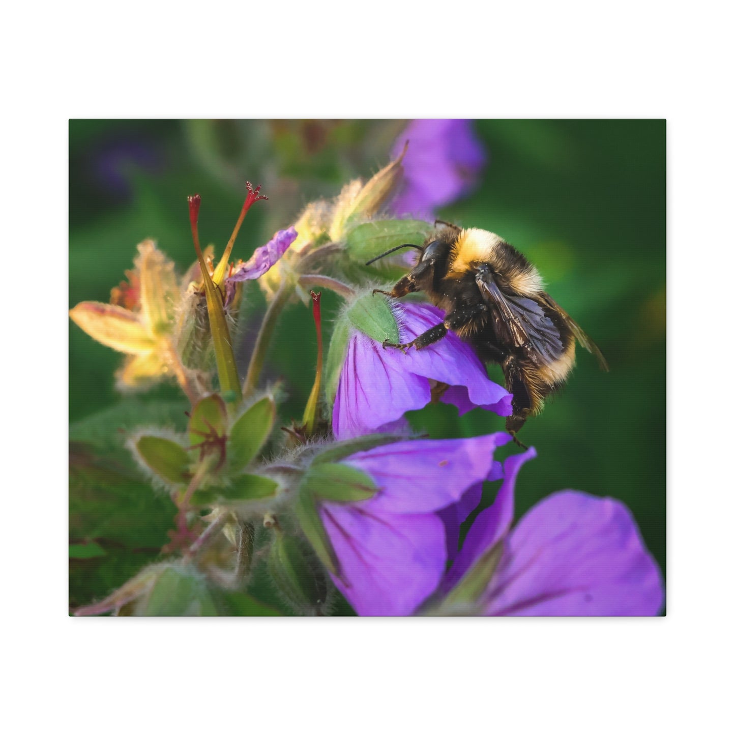 Bee on Purple Flower Matte Canvas Print