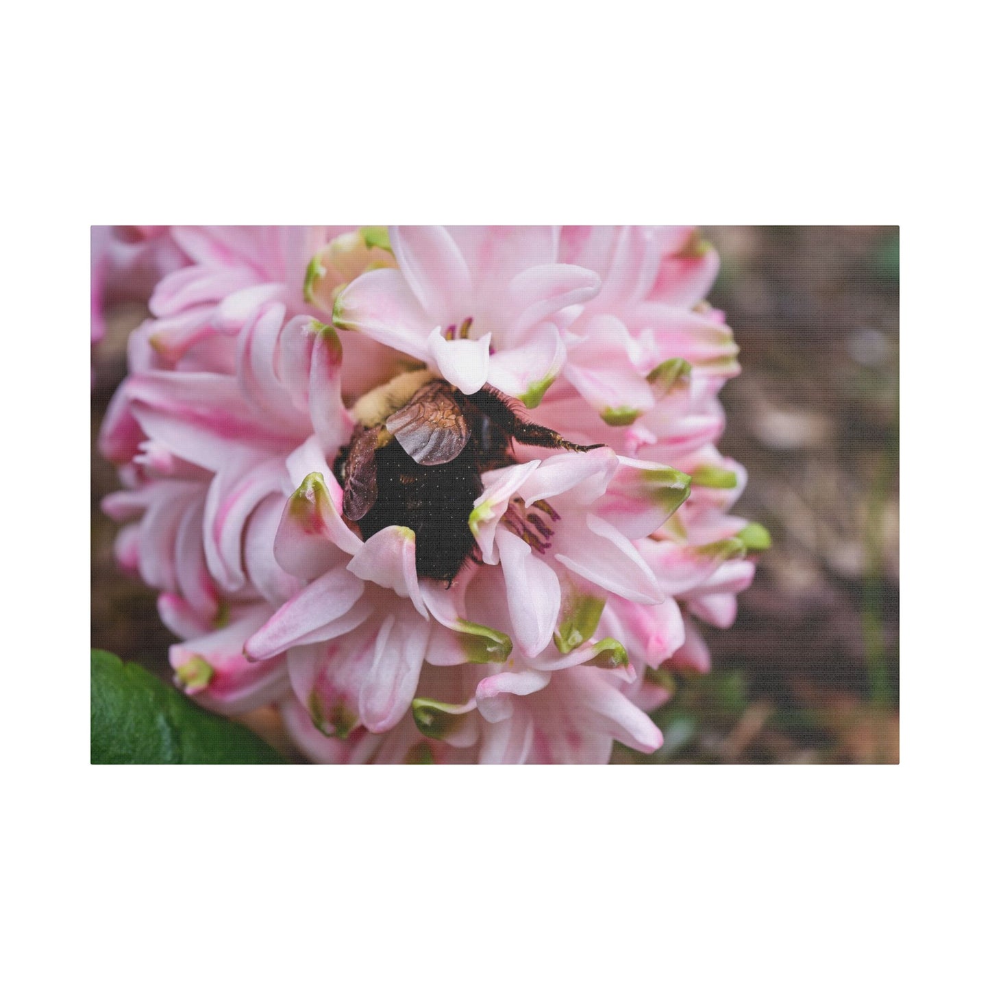 Pink Hyacinth Bee Canvas