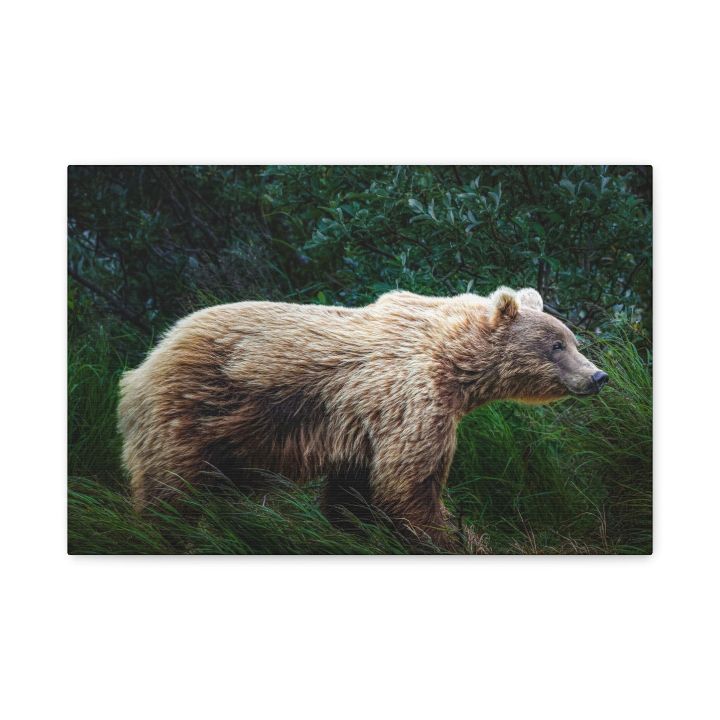 Katmai Brown Bear Canvas Print ~ Wildlife Wall Art Matte Stretched 1.25"