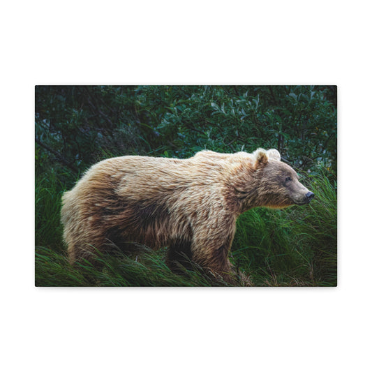 Katmai Brown Bear Canvas Print ~ Wildlife Wall Art Matte Stretched 1.25"