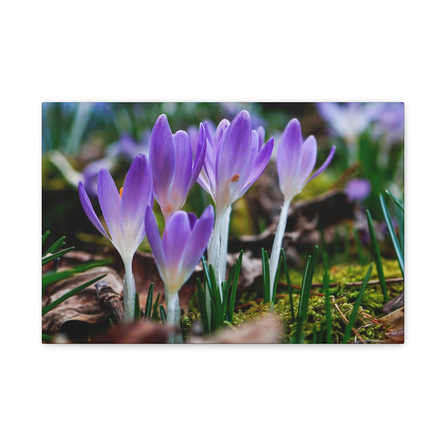 Purple Crocus Spring Flowers Matte Canvas Wall Art, Stretched 1.25"